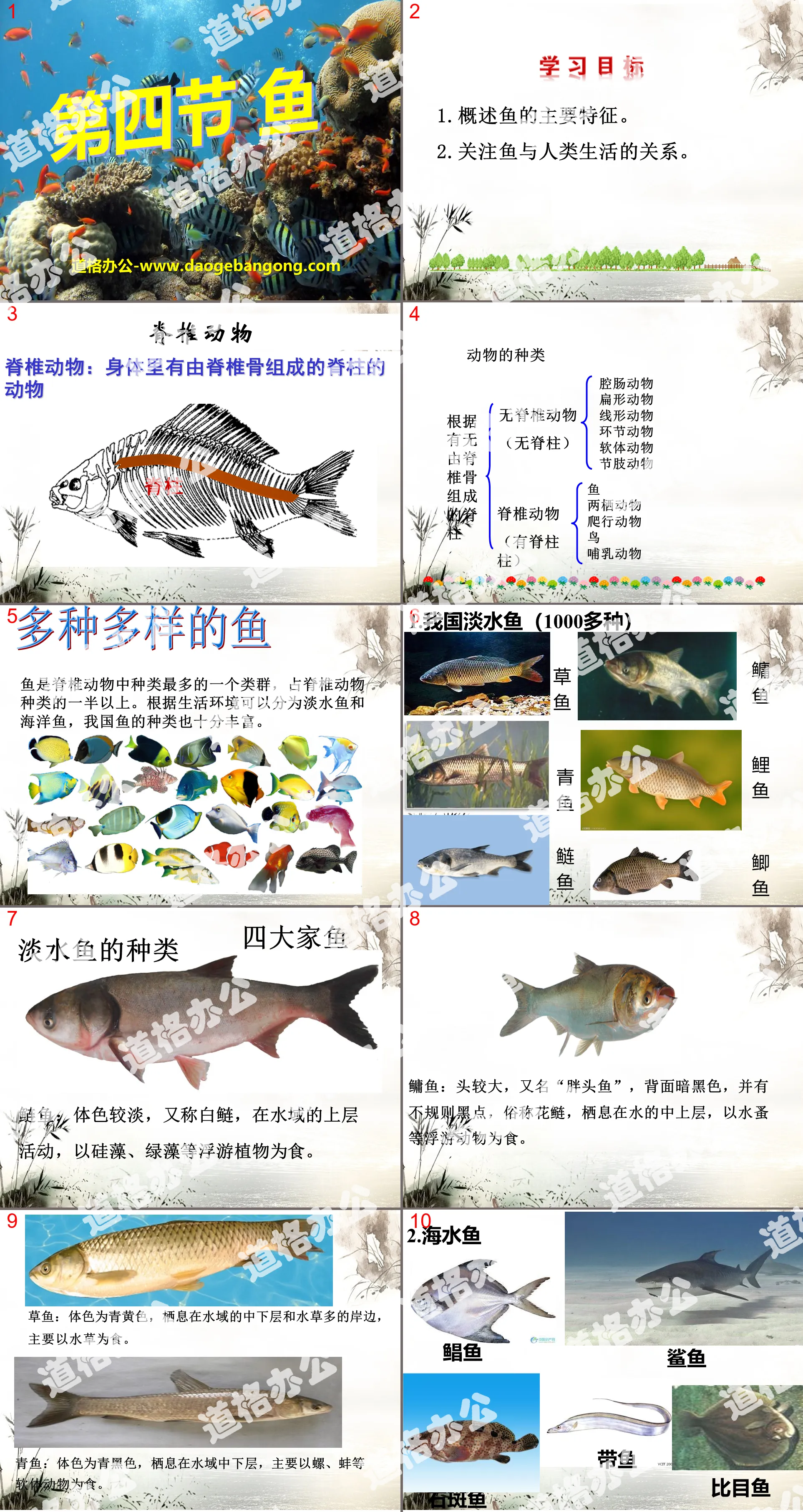 "Fish" Main groups of animals PPT courseware 5