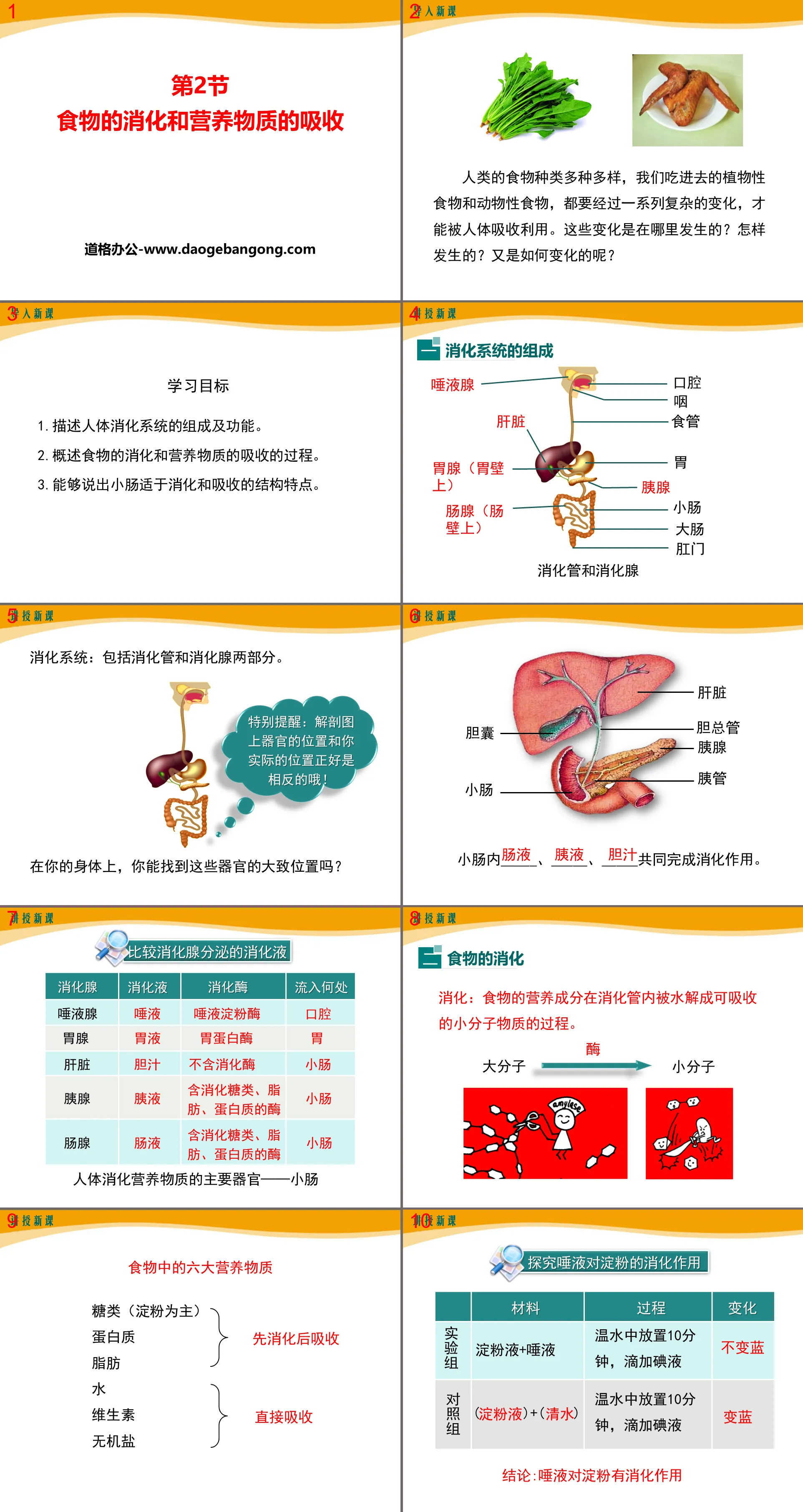 《食物的消化和营养物质的吸收》PPT下载
