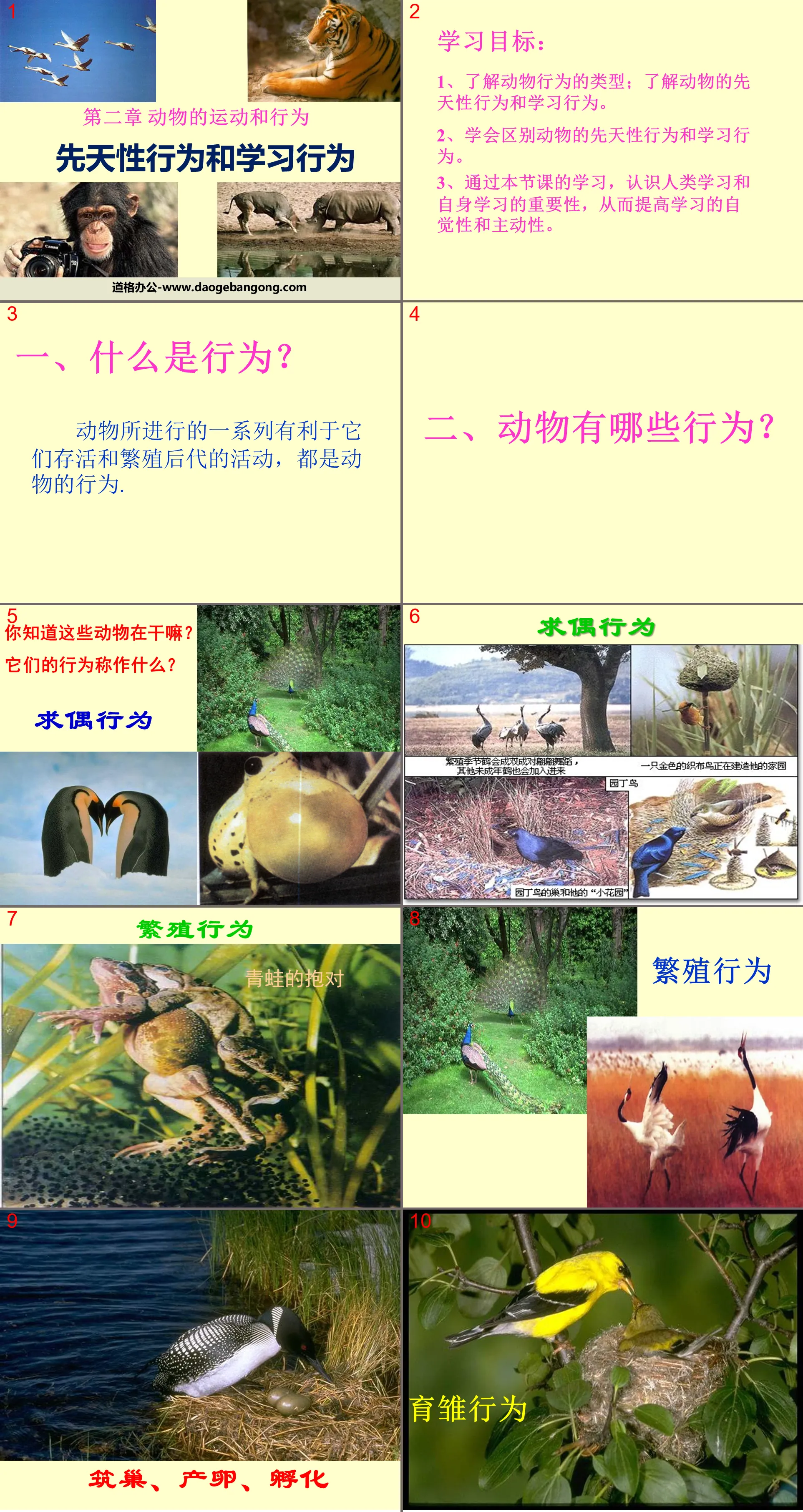 《先天性行为和学习行为》动物的运动和行为PPT课件6
