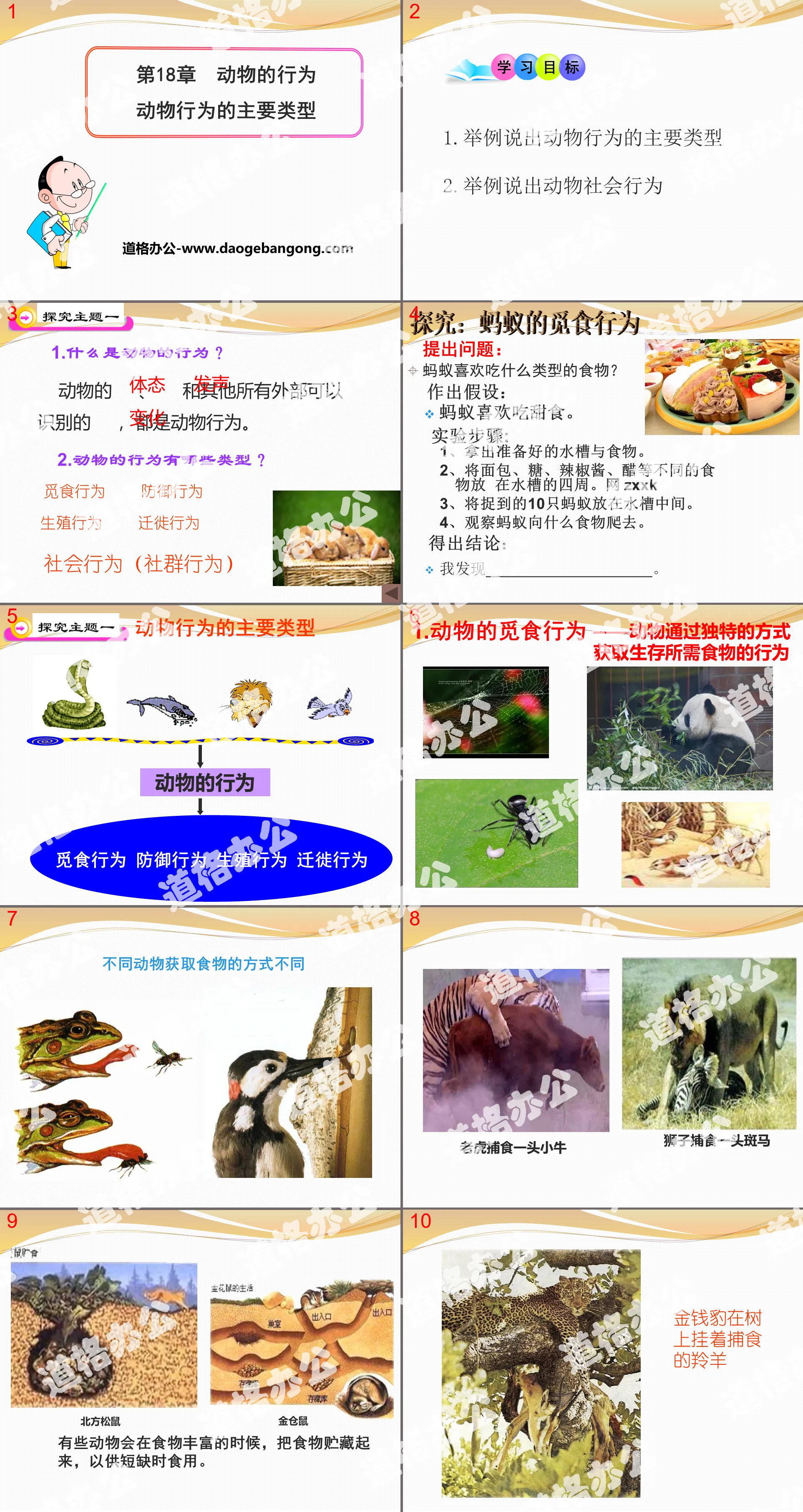 "Main Types of Animal Behavior" PPT courseware