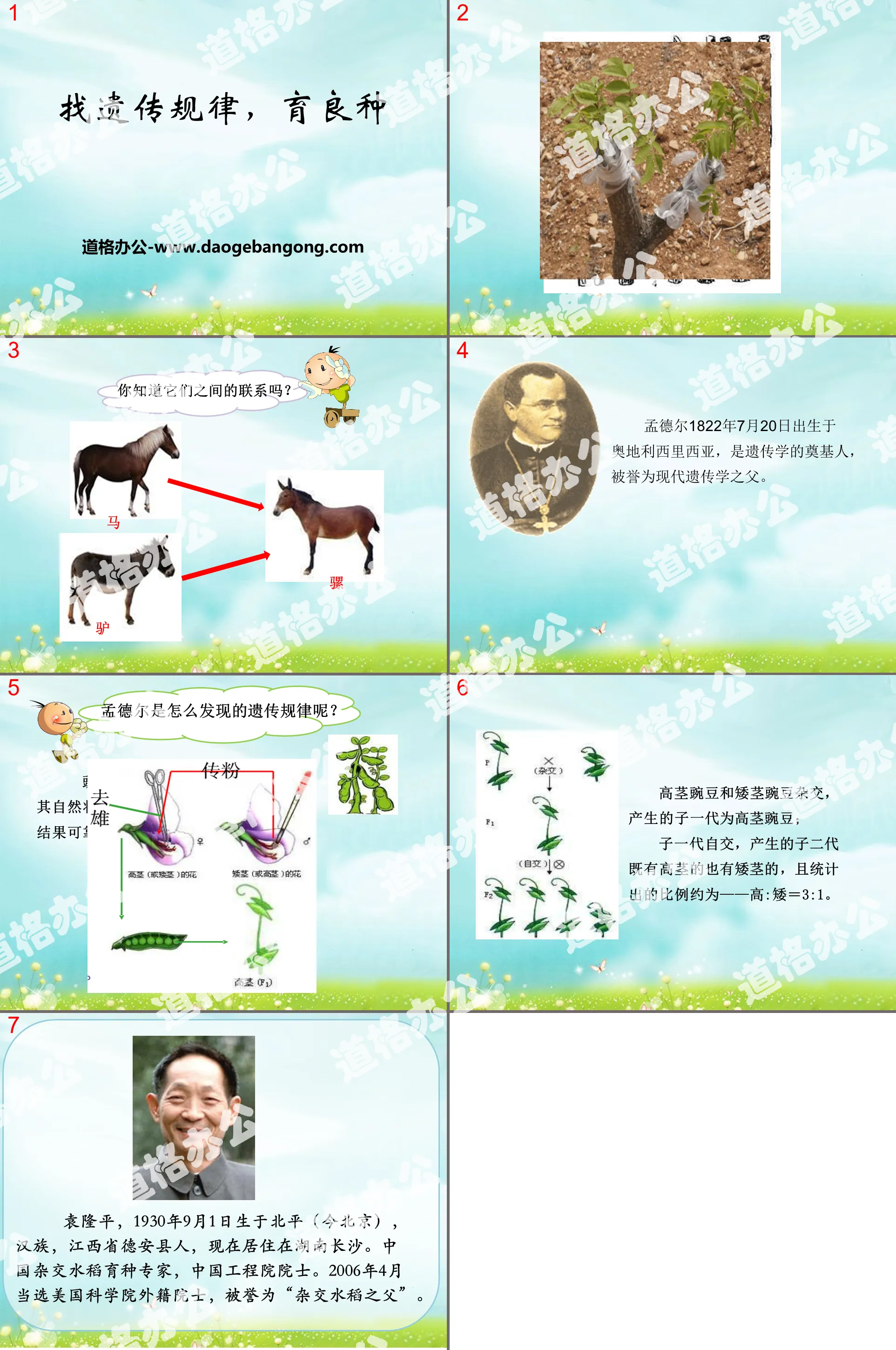 "Finding the laws of genetics and breeding improved breeds" PPT