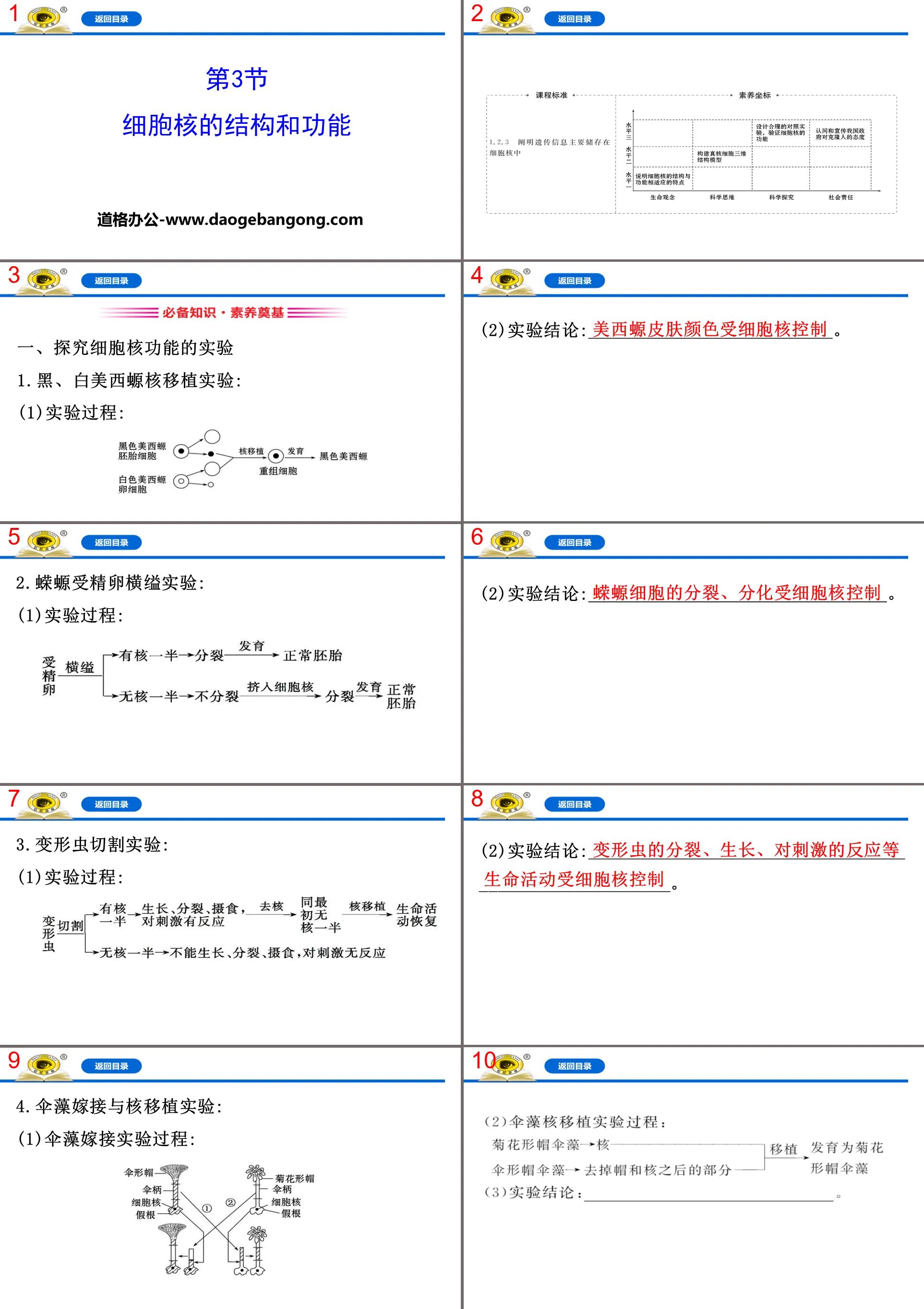 《细胞核的结构和功能》细胞的基本结构PPT
