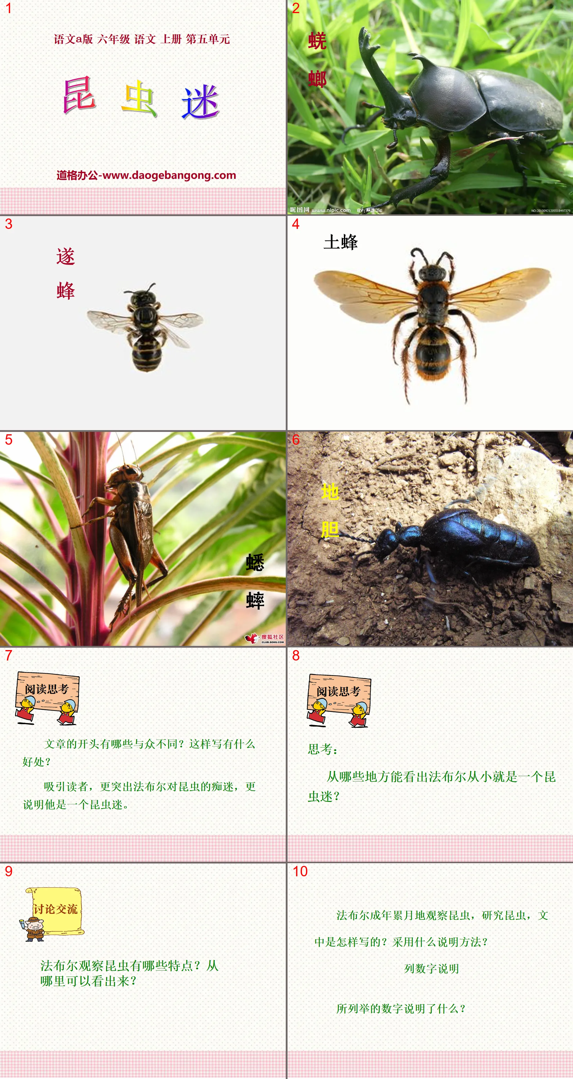 "Insect Fans" PPT Courseware 3