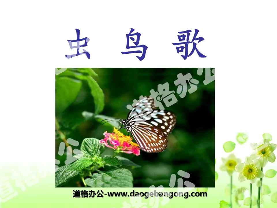 "Insect Bird Song" PPT Courseware 2
