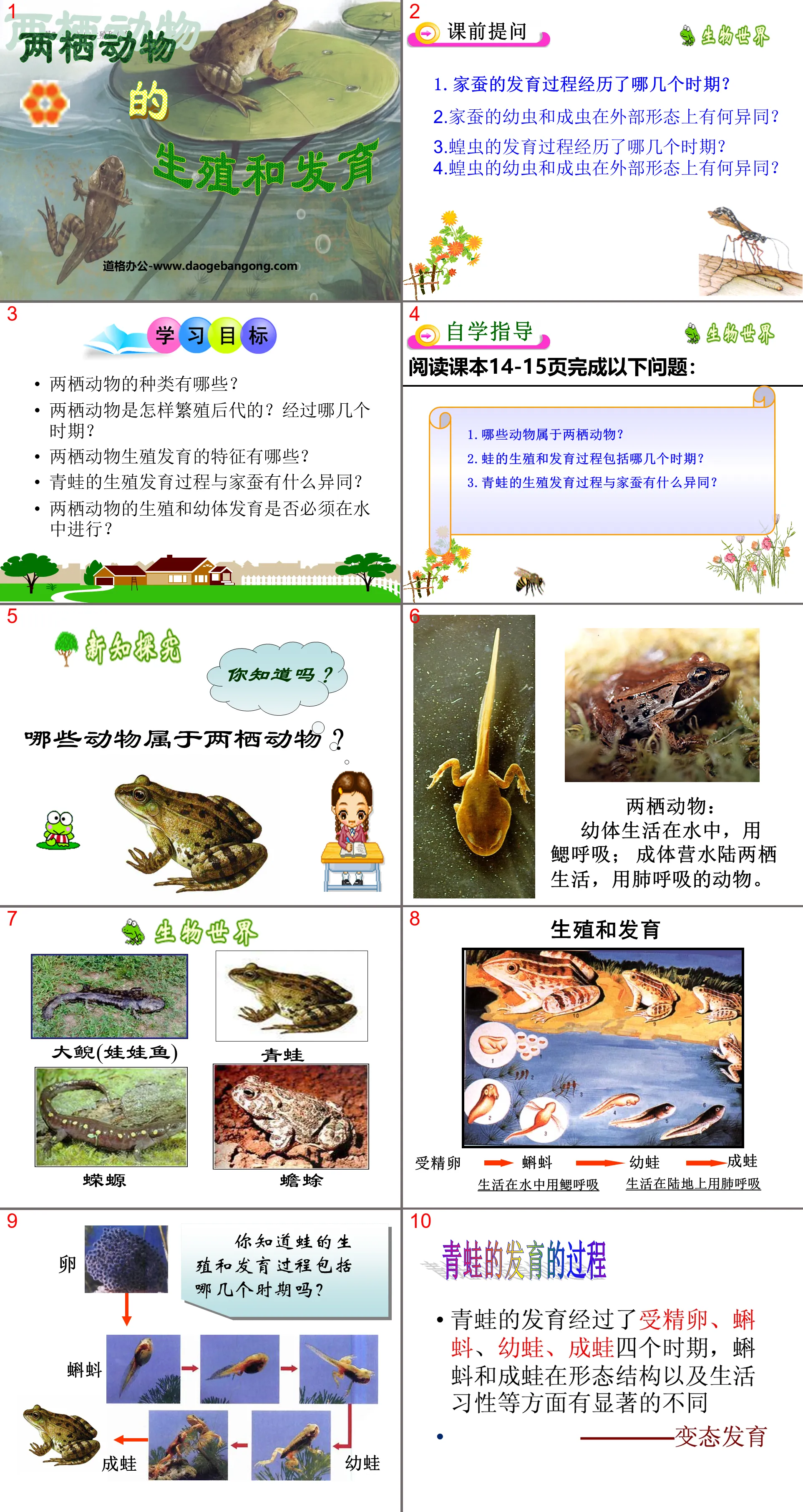 《两栖动物的生殖和发育》生物的生殖和发育PPT课件4
