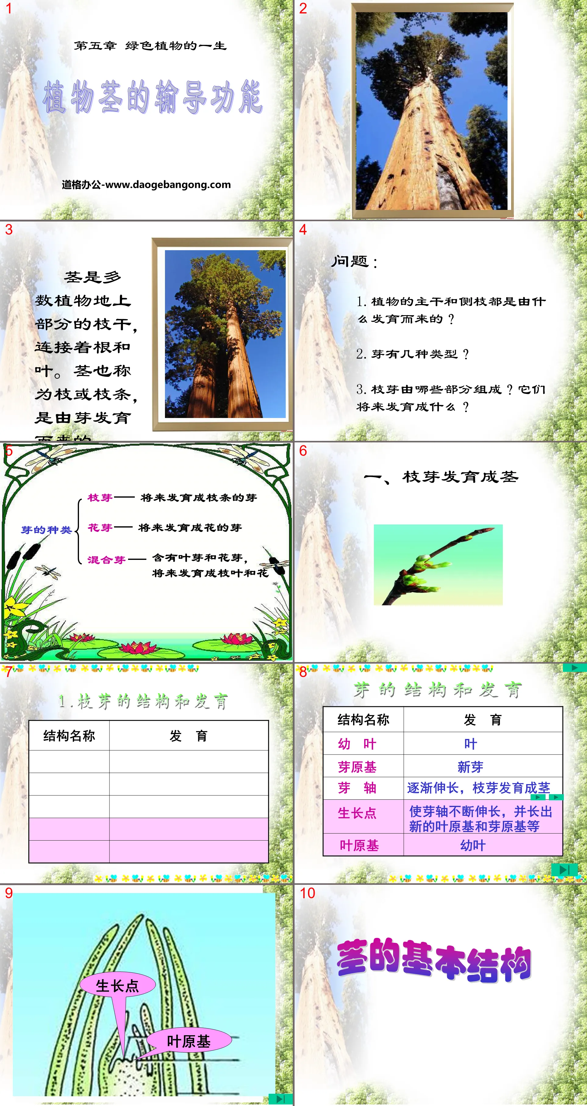 "The Transport Function of Plant Stems" PPT courseware