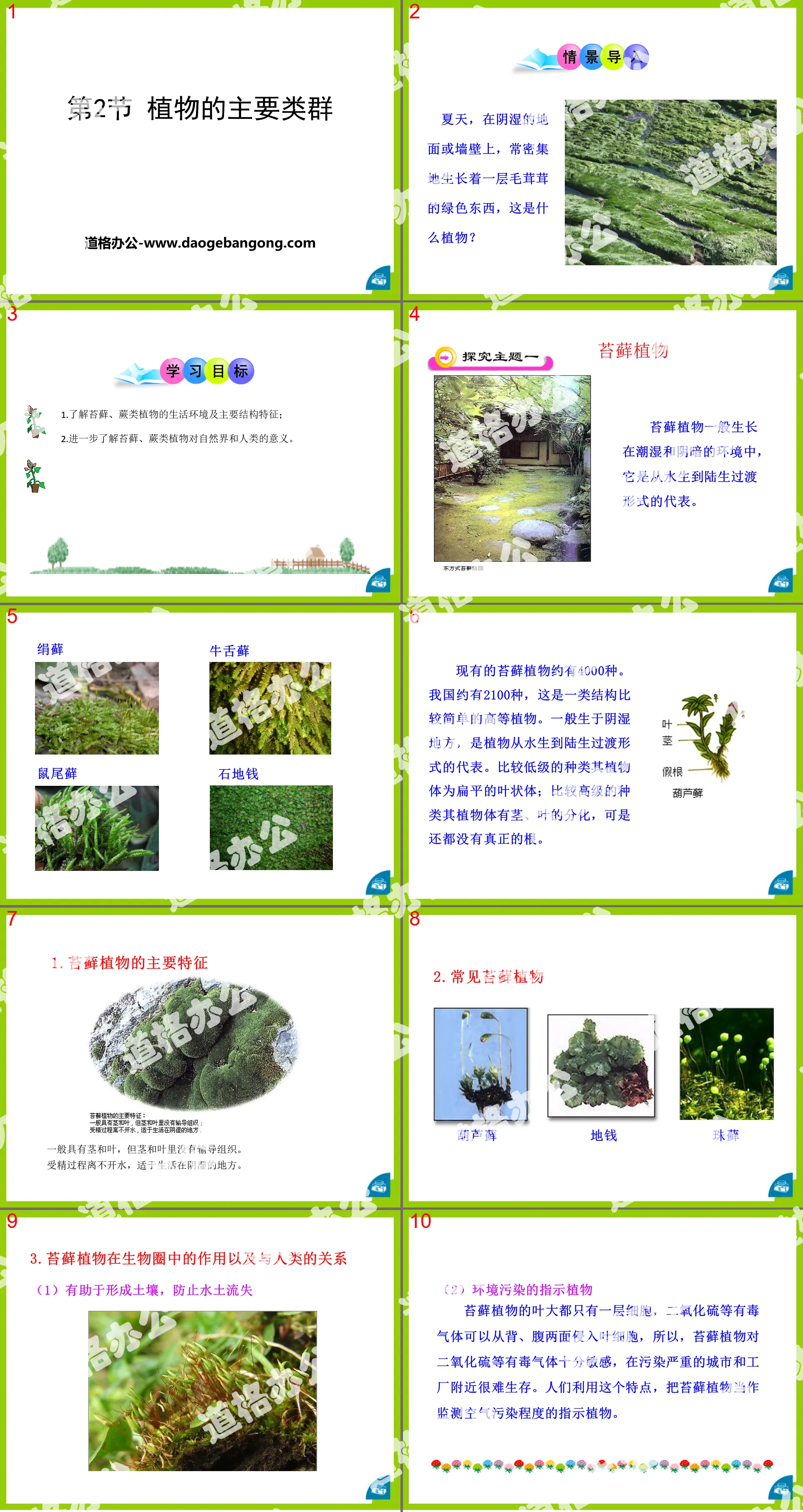 "Main Groups of Plants" PPT courseware