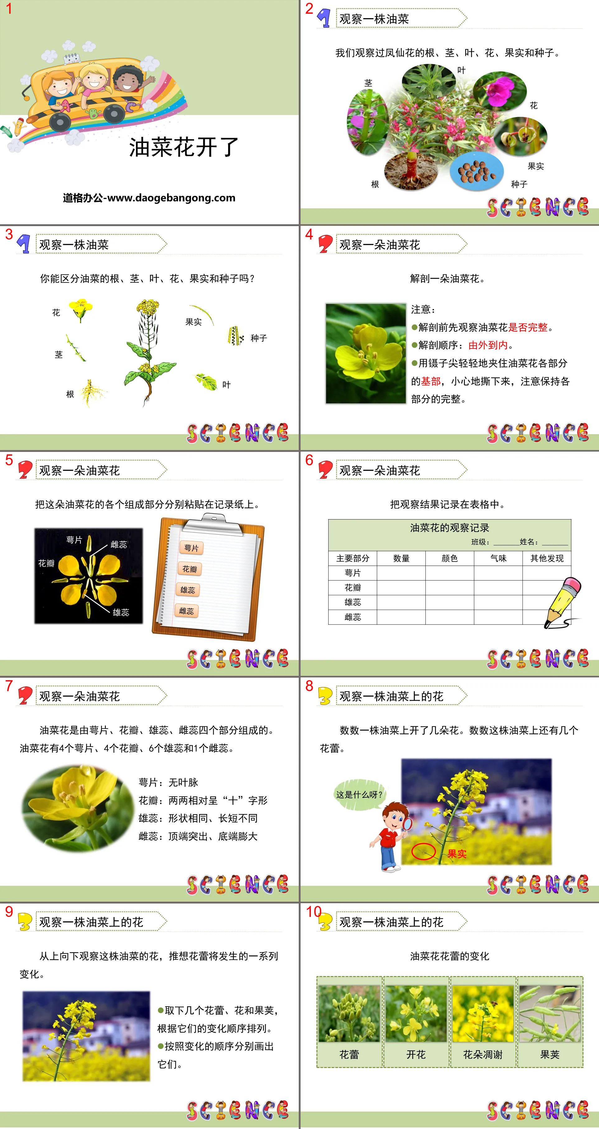 "Rapeseed Flowers Bloom" New Life PPT