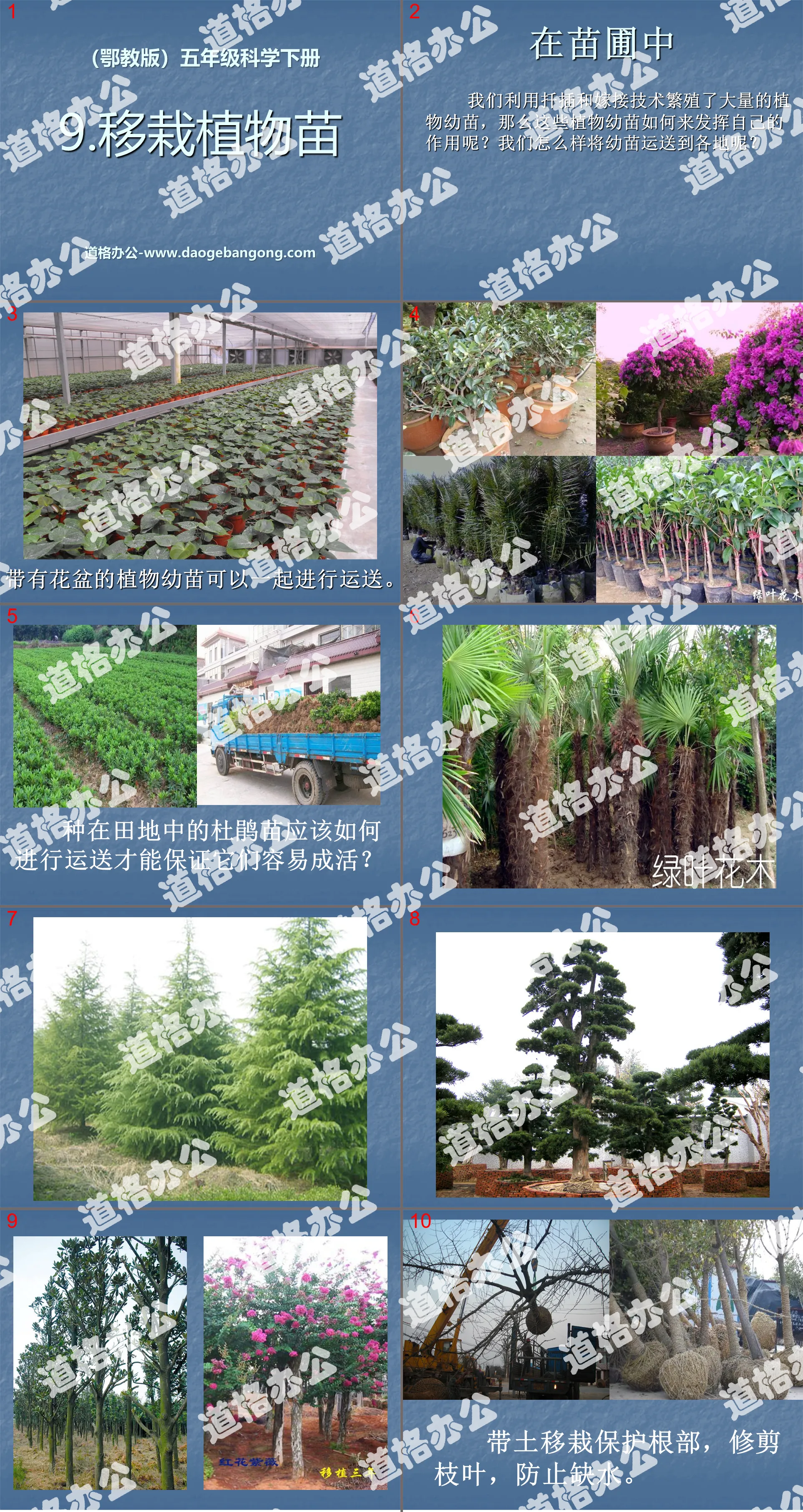 "Transplanting Plant Seedlings" PPT Courseware