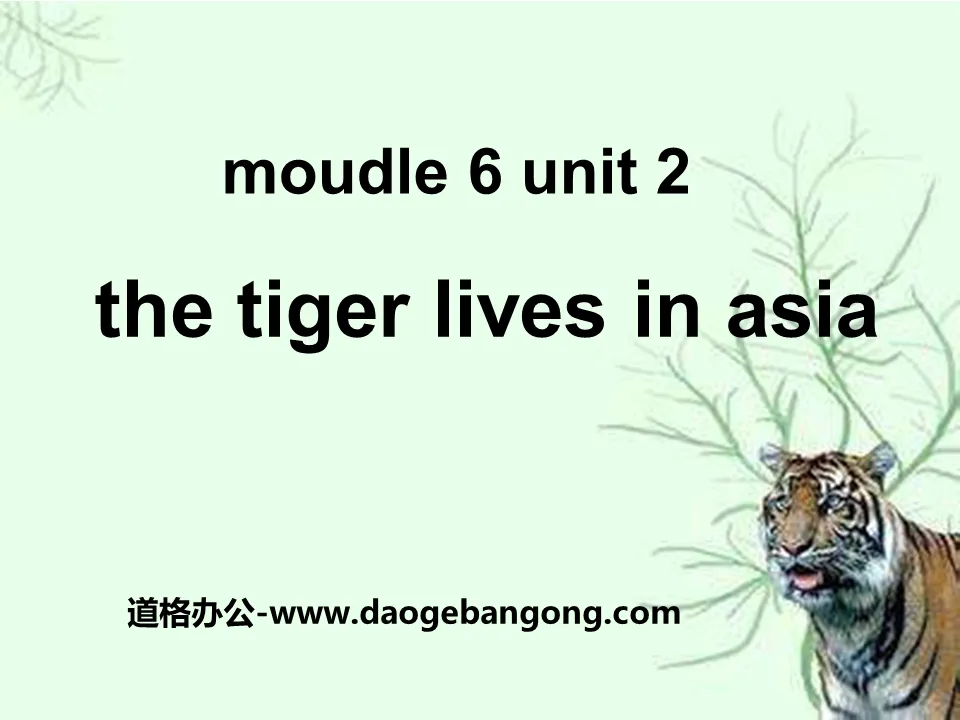 《The tiger lives in Asia》PPT课件5