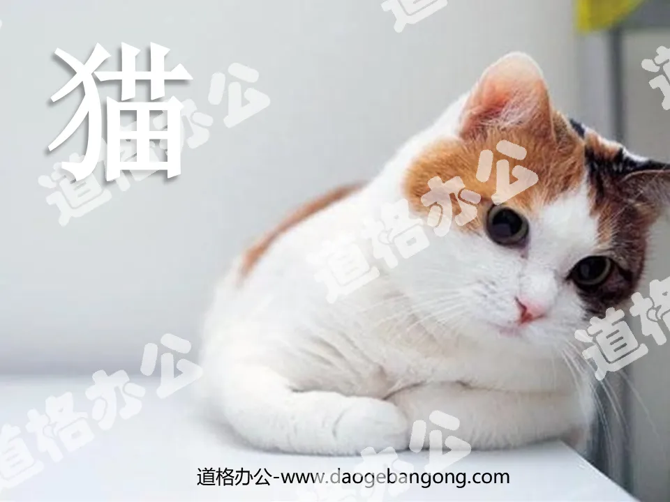 《猫》PPT课件下载3
