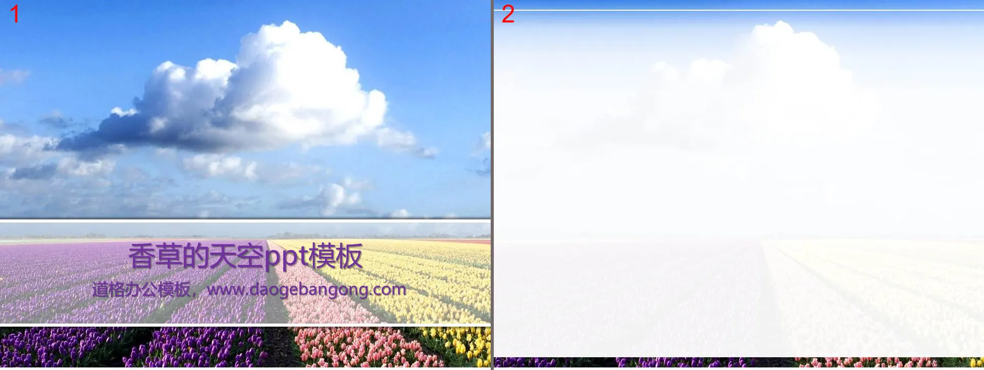 天空下的郁金香PowerPoint模板下载