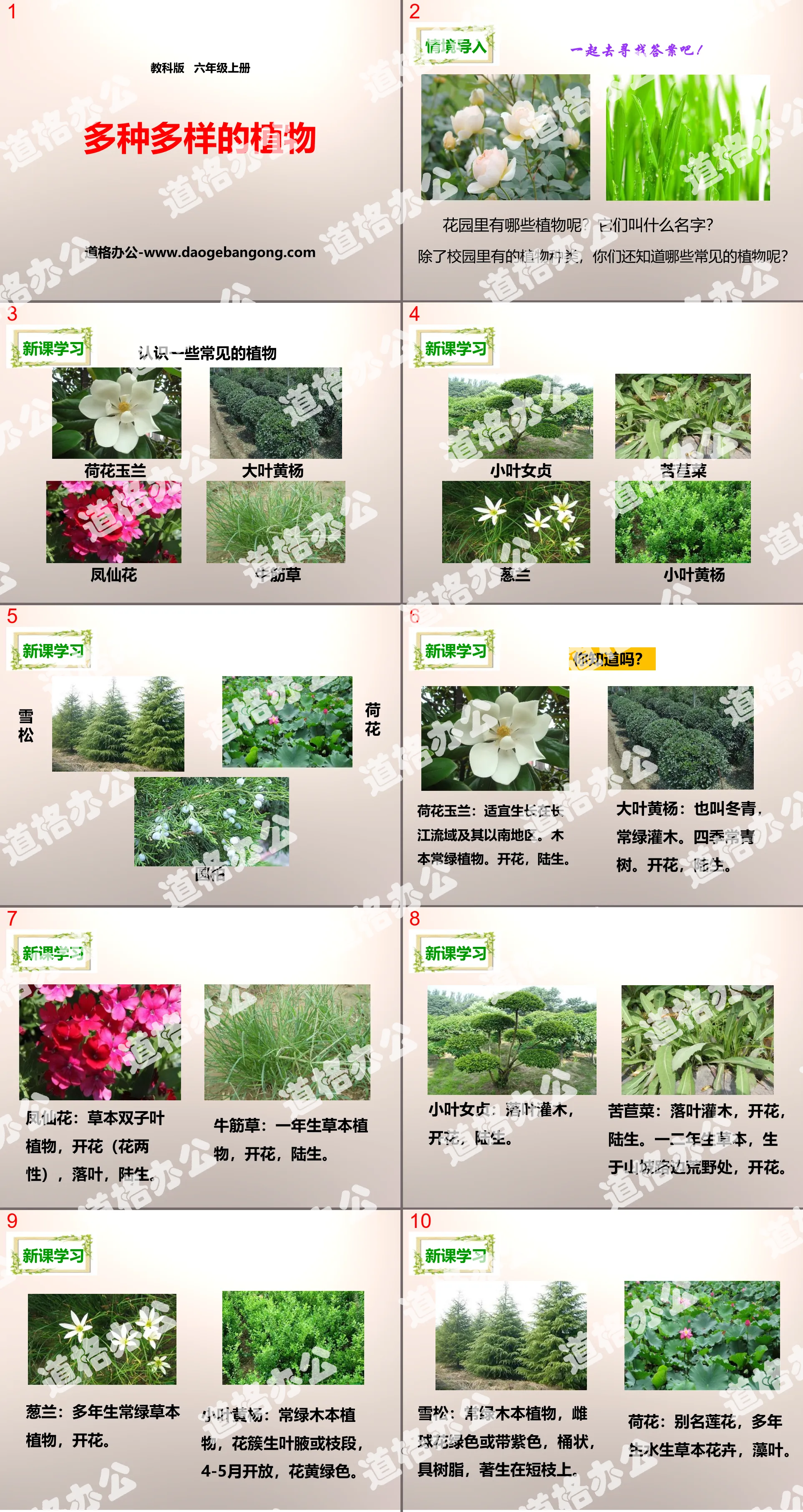 "Various Plants" Biological Diversity PPT Download