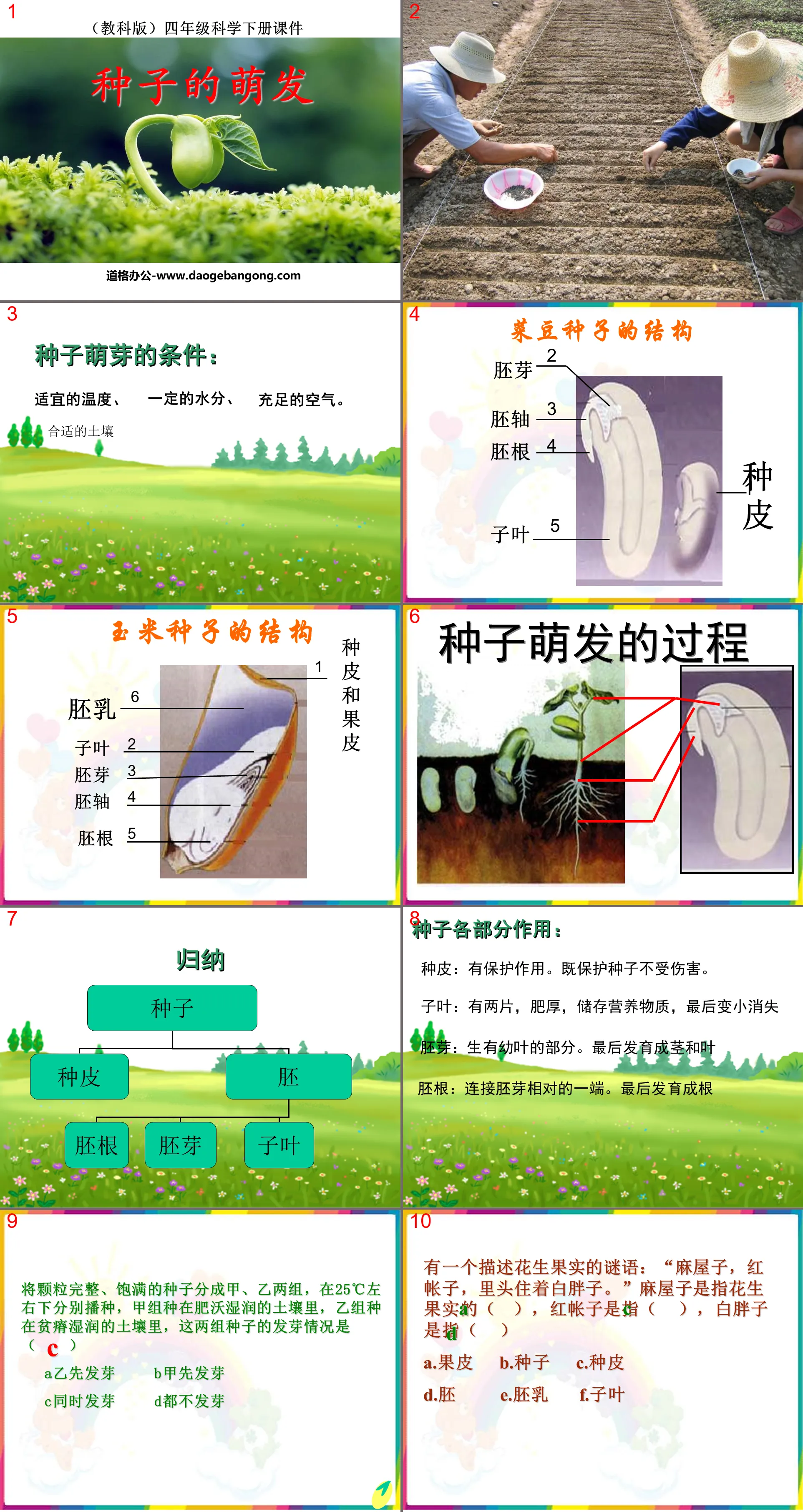 《种子的萌发》新的生命PPT课件2
