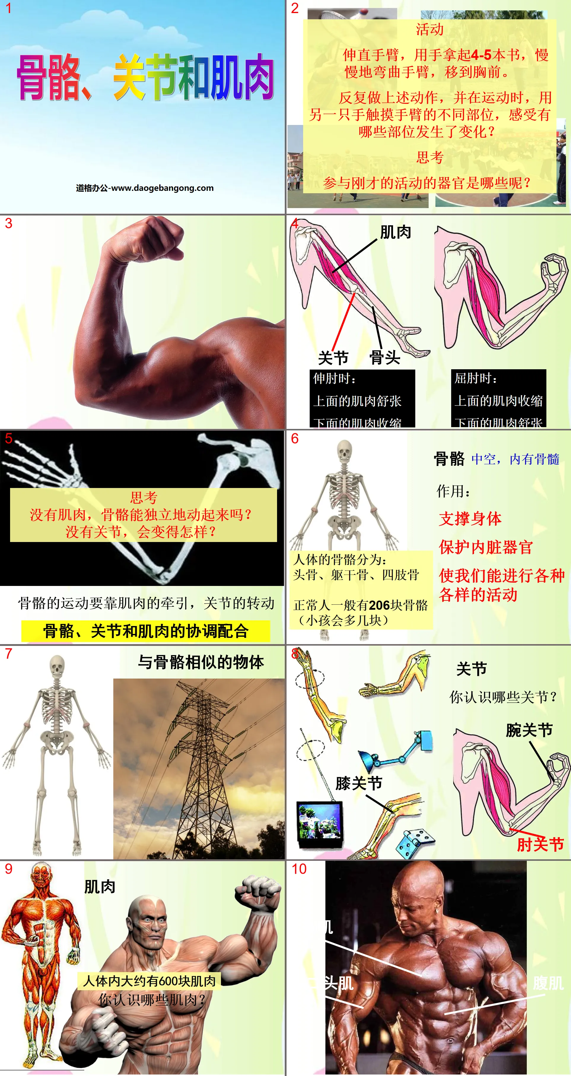 "Bone, Joint and Muscle" Our Body PPT Courseware 4