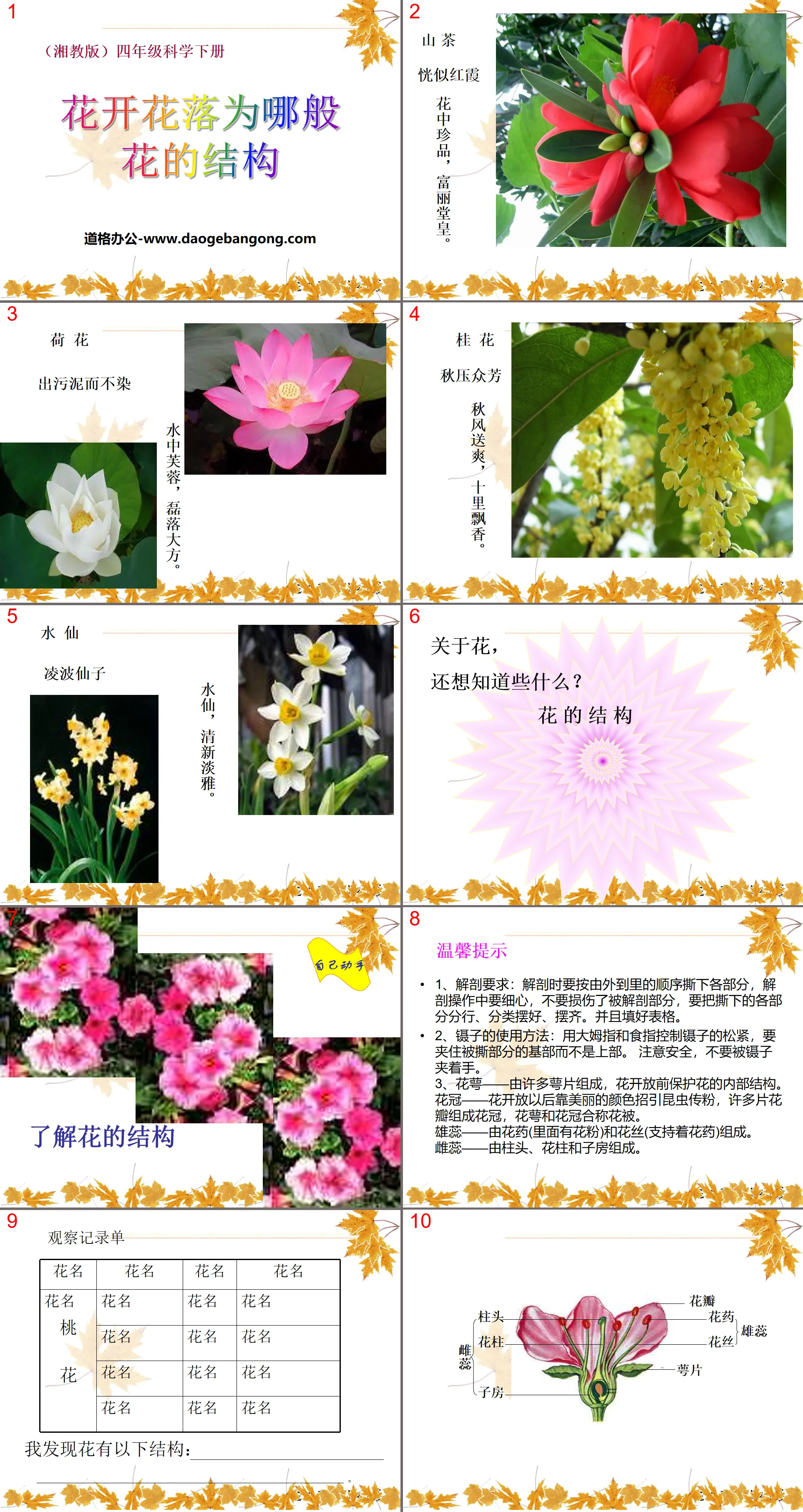 湘教版四年级下册科学《花开花落为哪般》PPT课件
