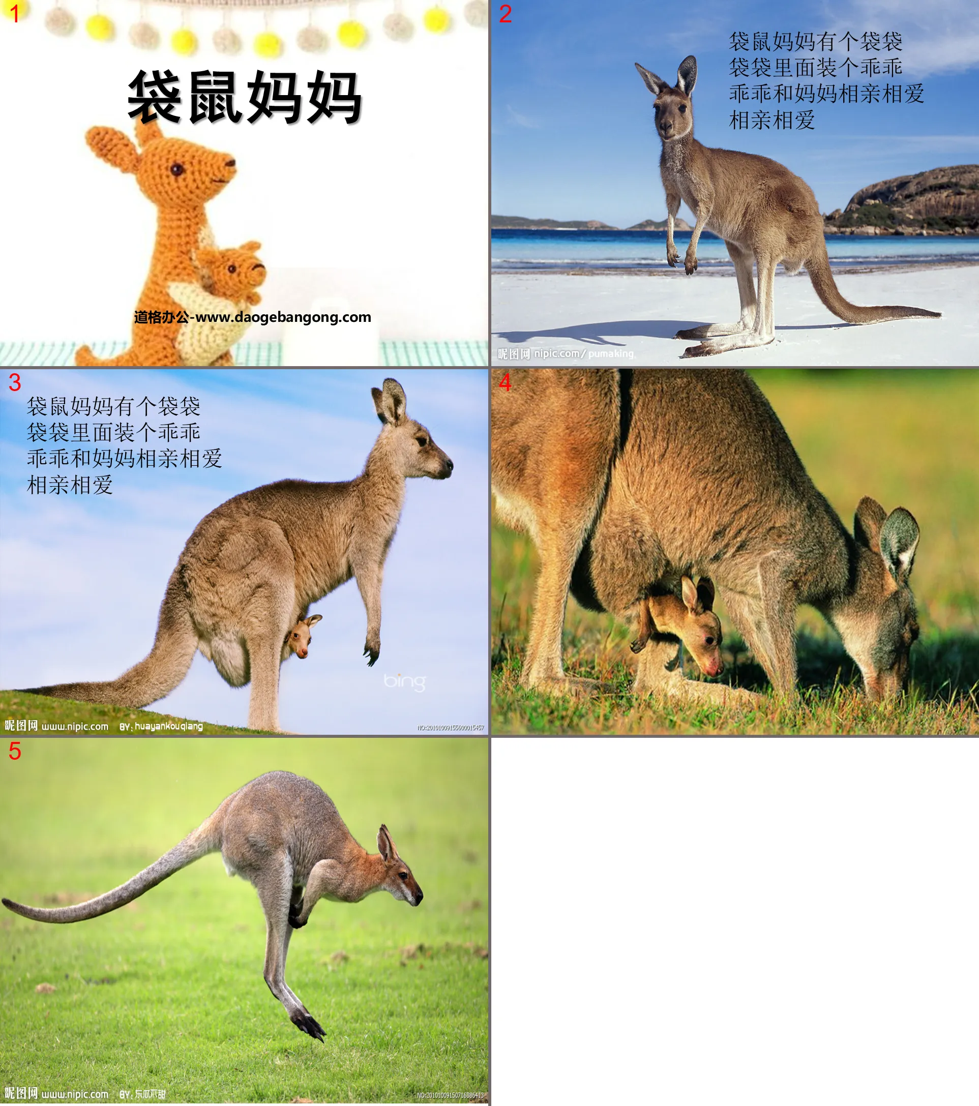 "Kangaroo Mother" PPT courseware