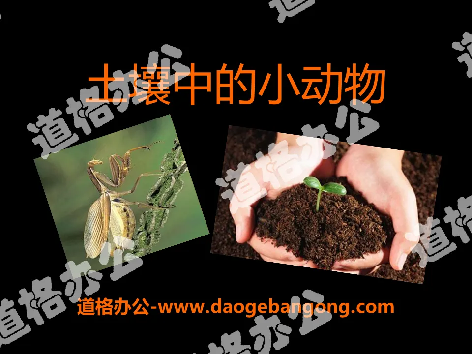 《土壤中的动物》植物生活的土地PPT课件2