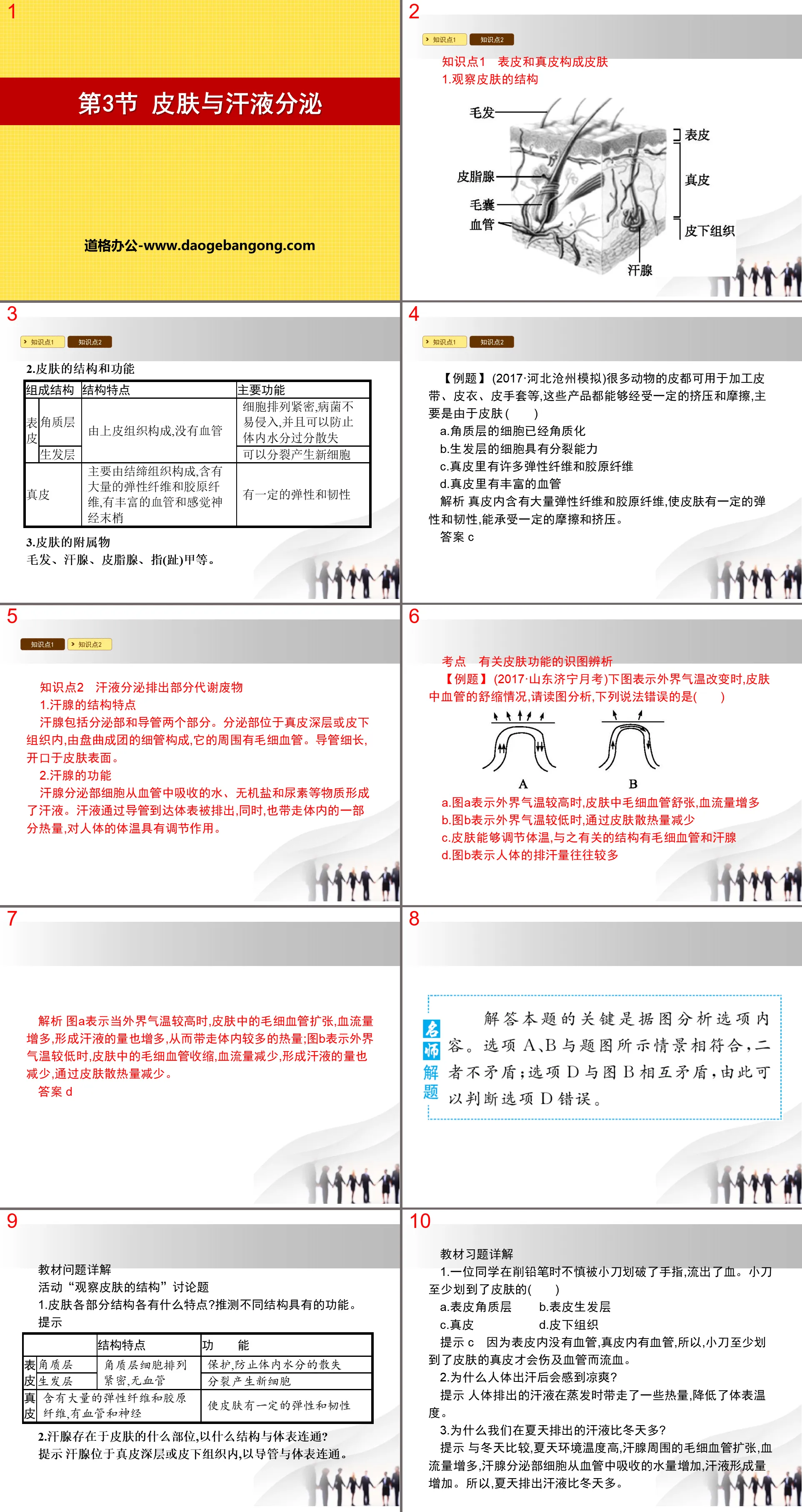 《皮肤与汗液分泌》PPT下载
