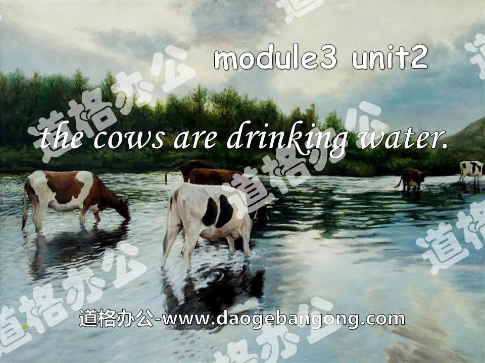 "The cows are drinking water" PPT courseware