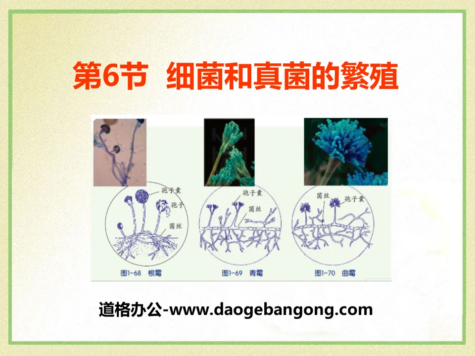 "Reproduction of Bacteria and Fungi" PPT courseware