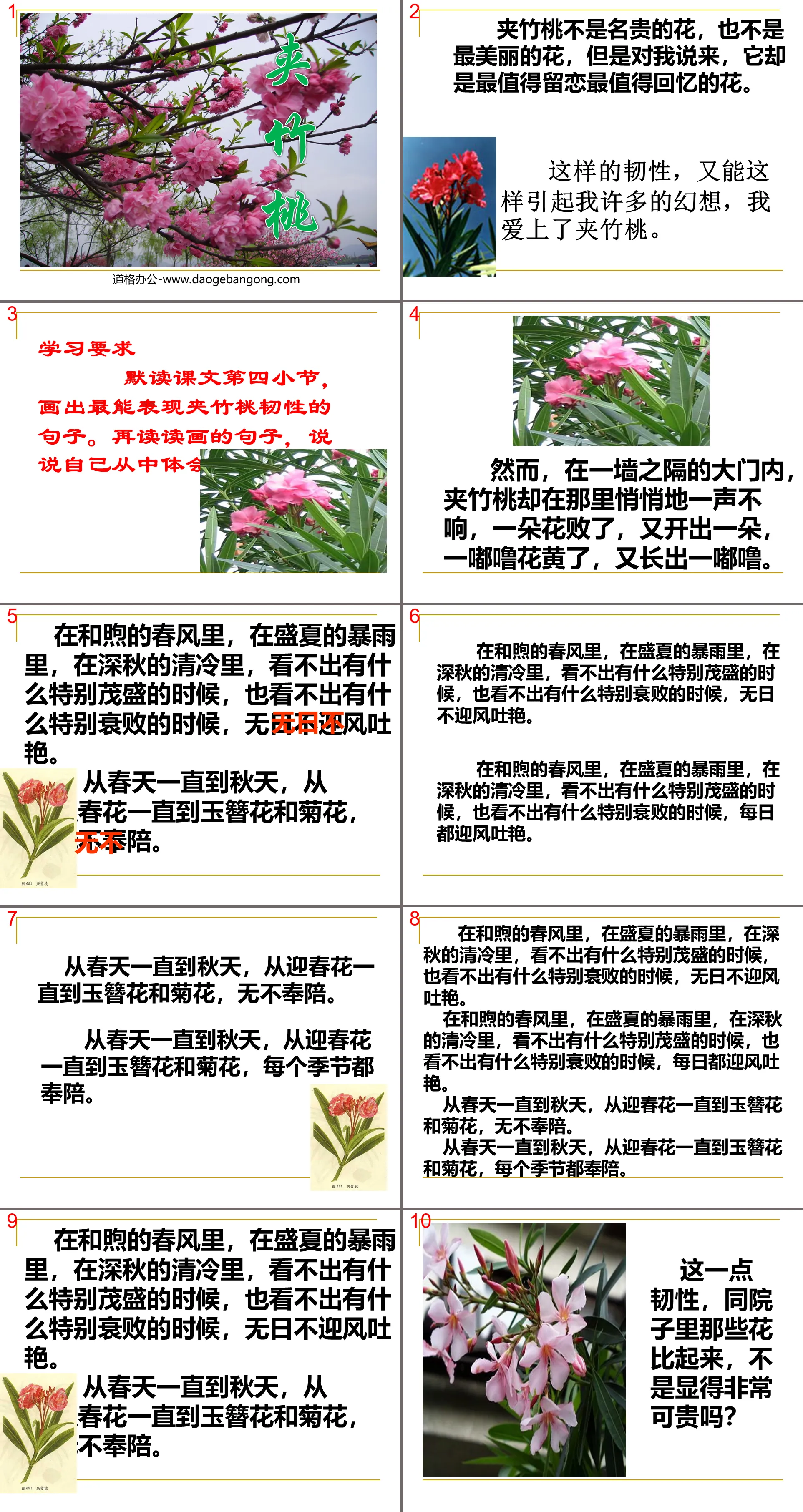 "Oleander" PPT courseware 3