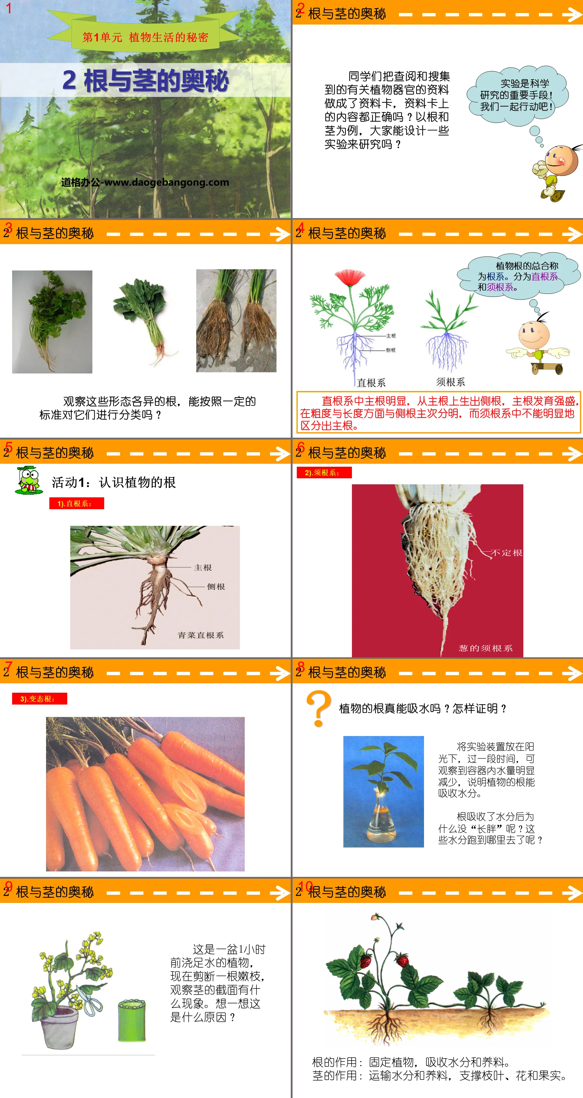 "The Mystery of Roots and Paths" PPT courseware on the secrets of plant life