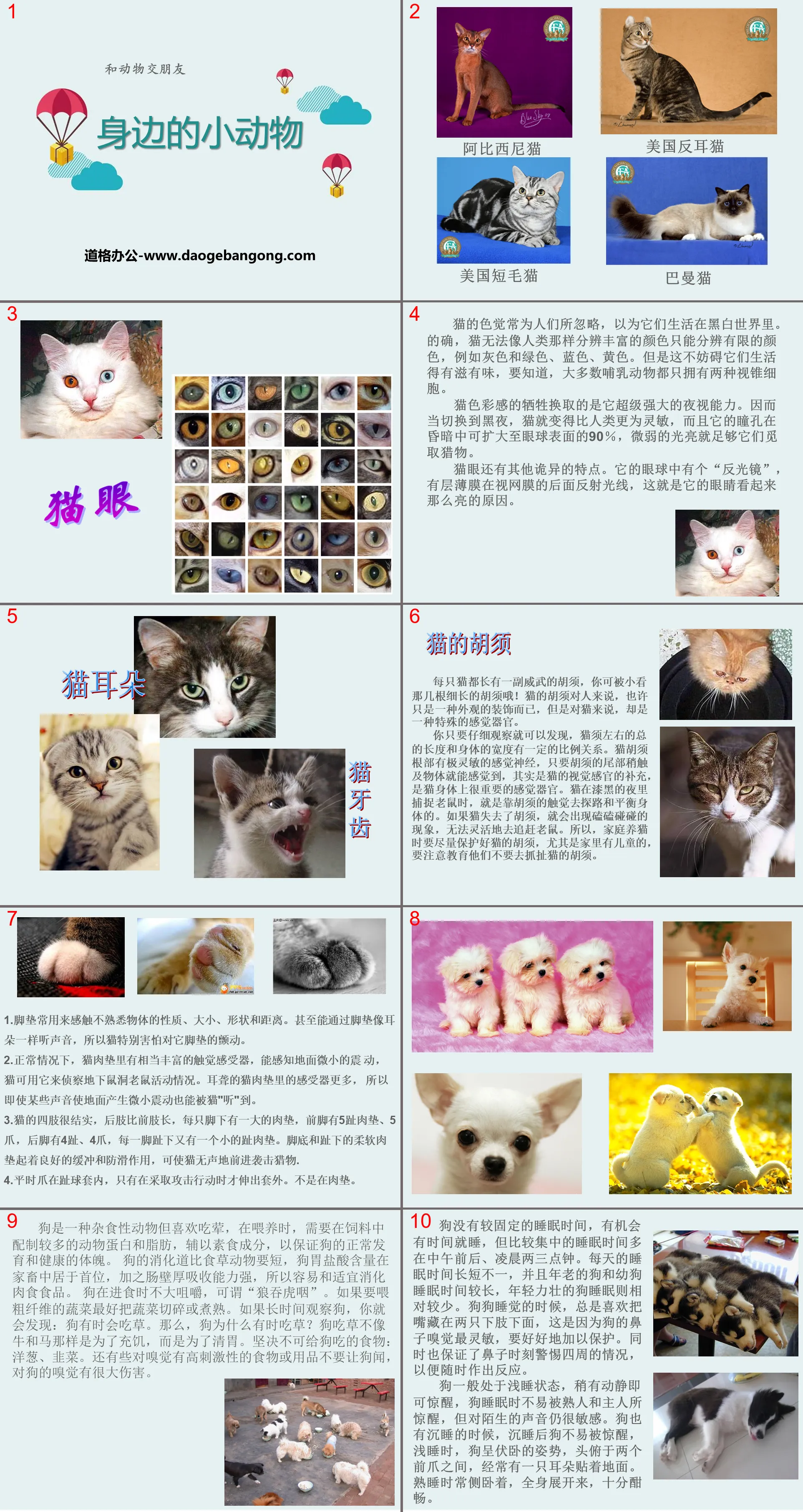 《身邊的動物》和動物交朋友PPT課程2