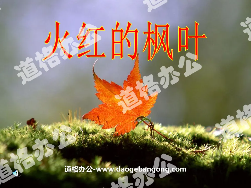 "Fiery Red Maple Leaf" PPT courseware 5