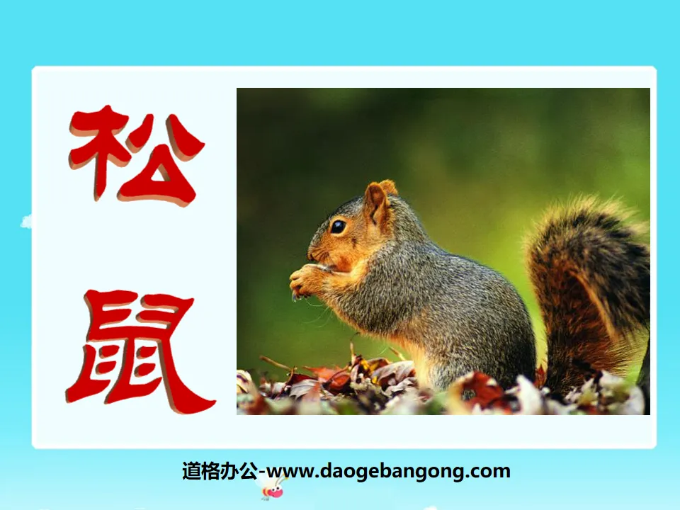 "Squirrel" PPT courseware 7