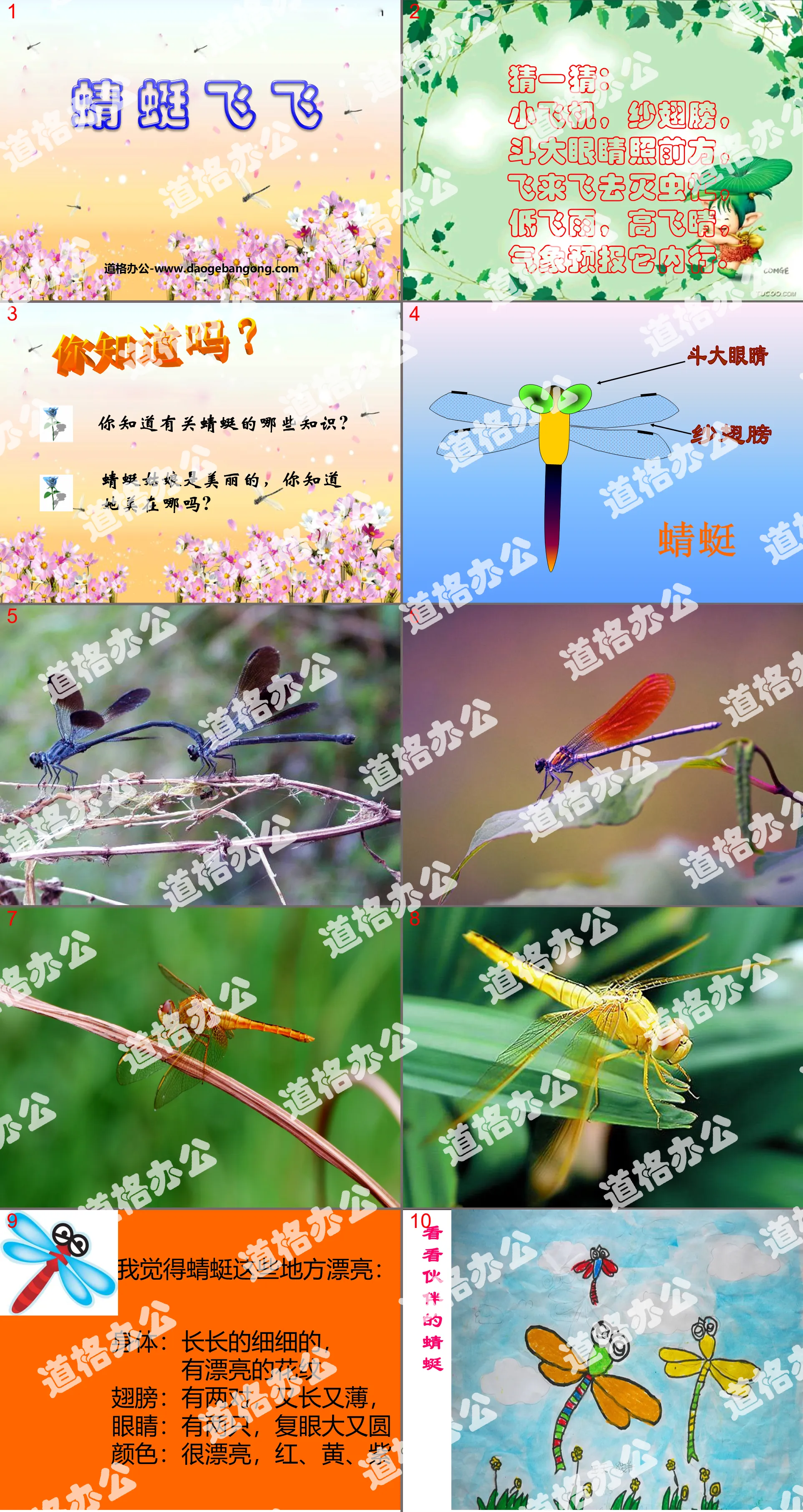 "Dragonfly Flying" PPT courseware 2