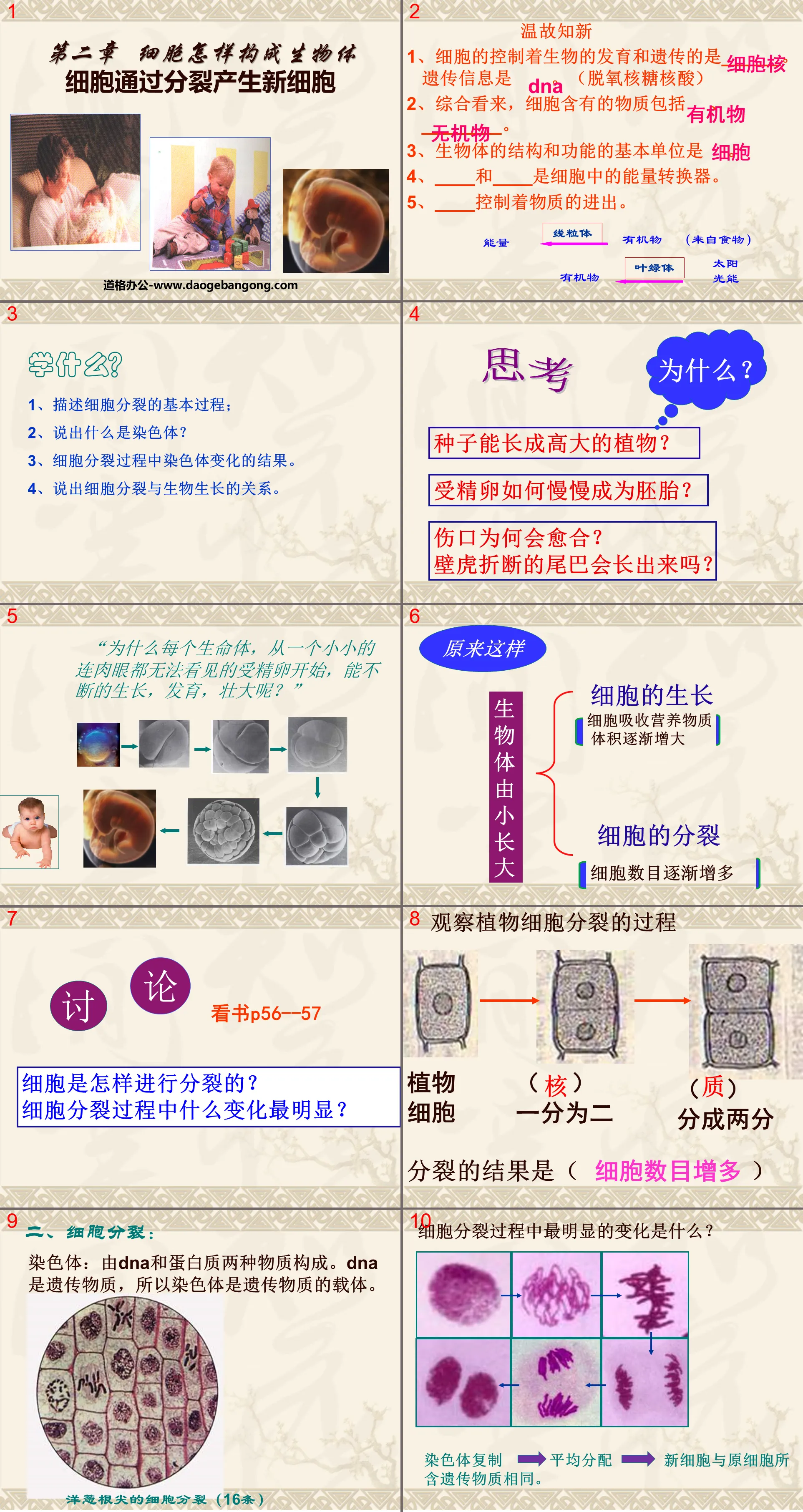 《細胞透過分裂產生新細胞》細胞怎樣構成生物體PPT課程2