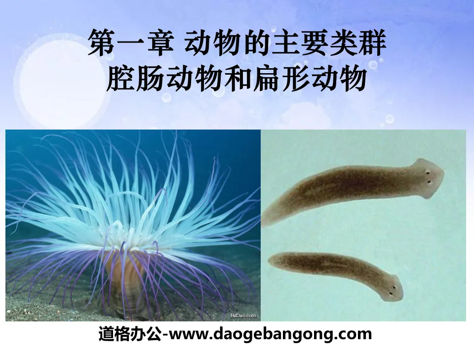 "Coelenterates and Platyhelminthes" Main Groups of Animals PPT Courseware 2