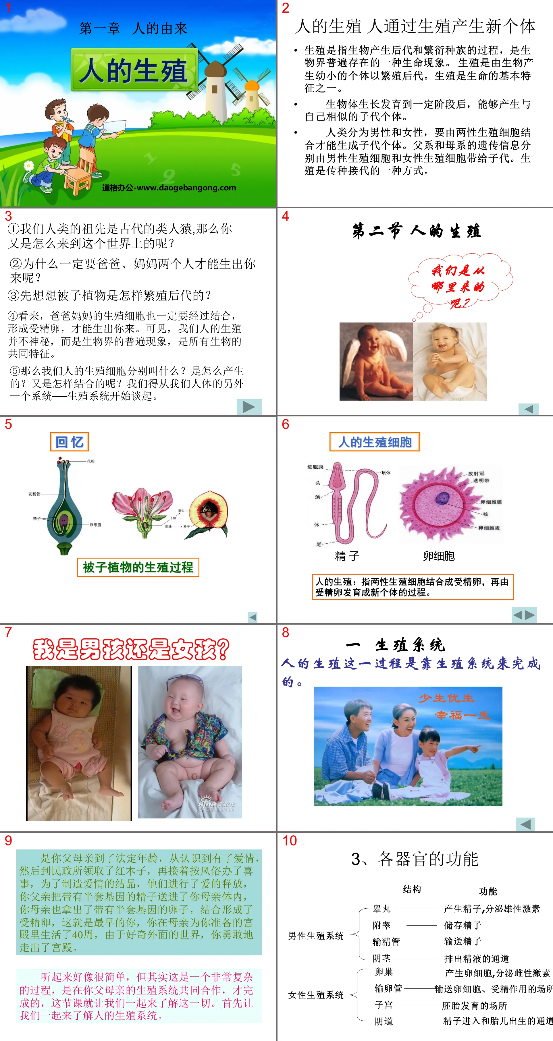 "Human Reproduction" The Origin of Man PPT Courseware