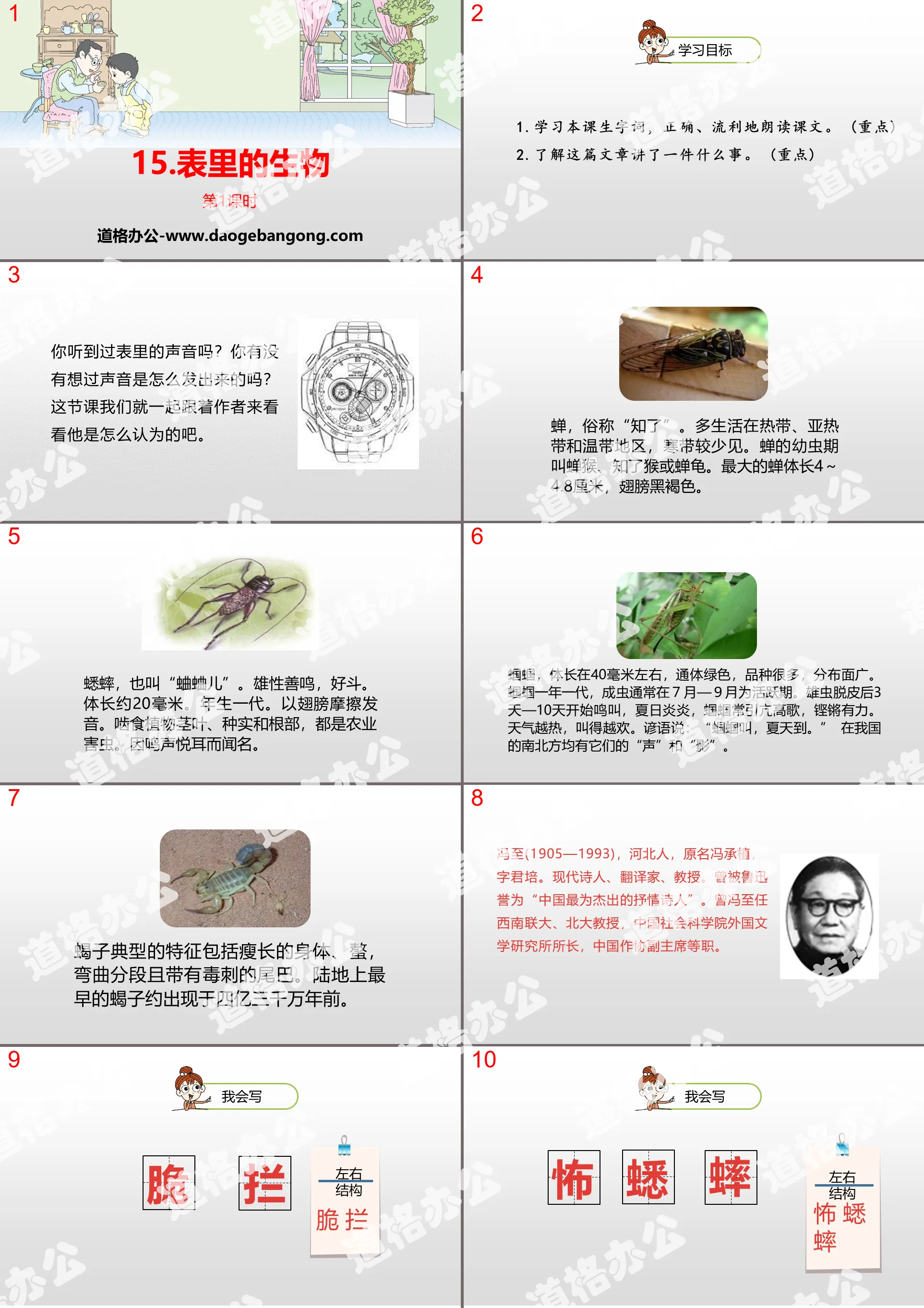 《表裡的生物》PPT(第1課時)