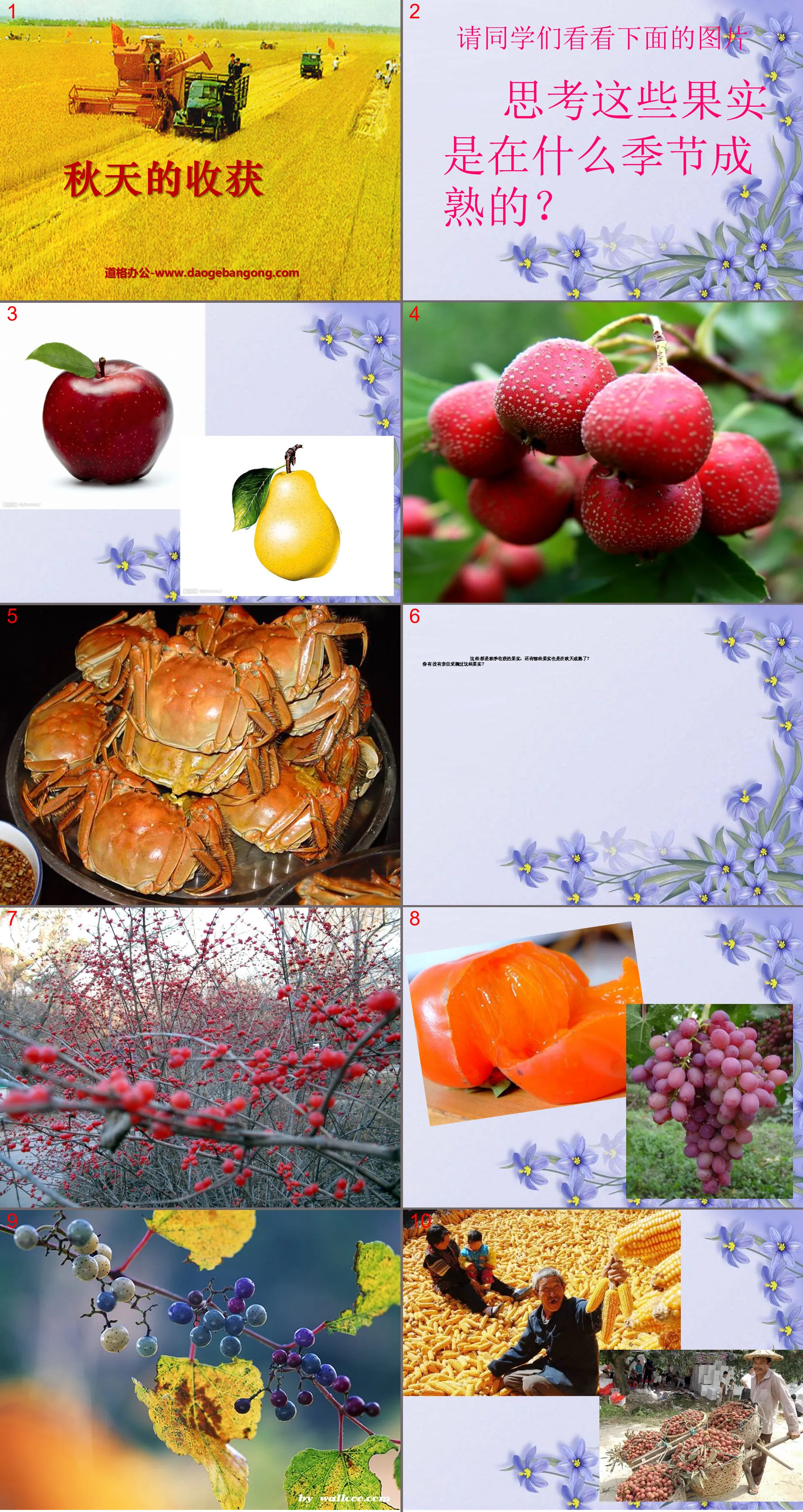 "Autumn Harvest" Golden Autumn PPT Courseware 2