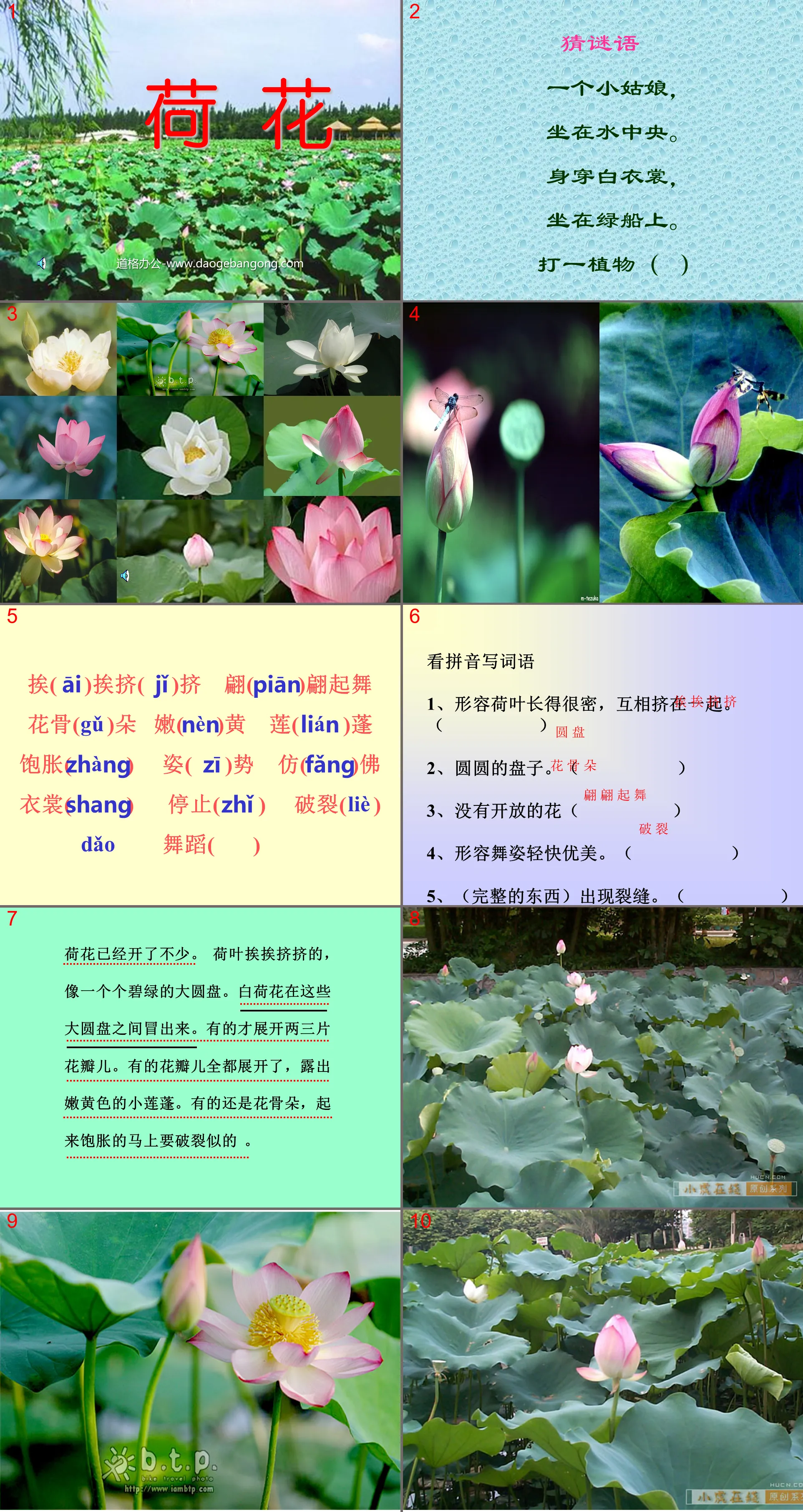 《荷花》PPT课件3