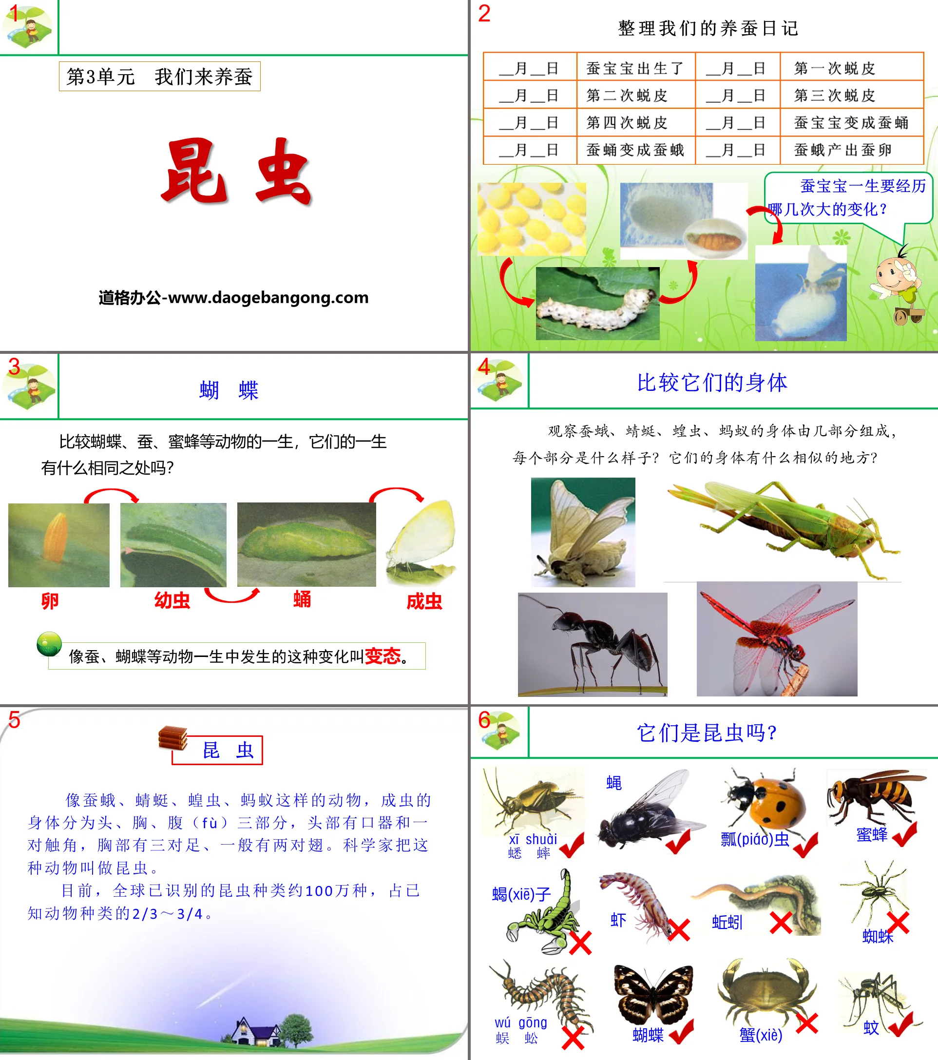 Cours PPT sur le thème « Insectes » Élevons des vers à soie