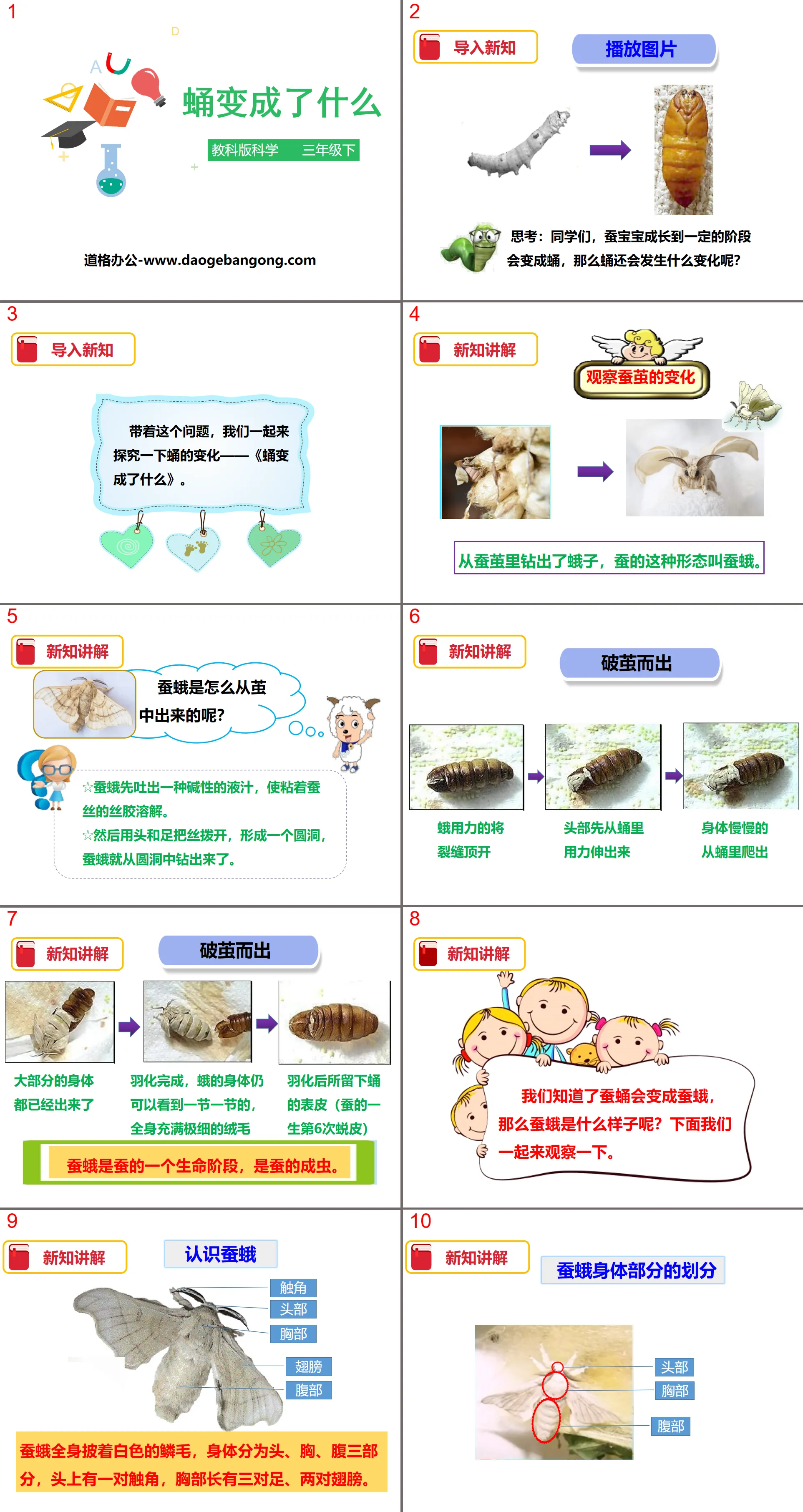 "What Becomes a Chrysalis" PPT Download of Animal Life Cycle