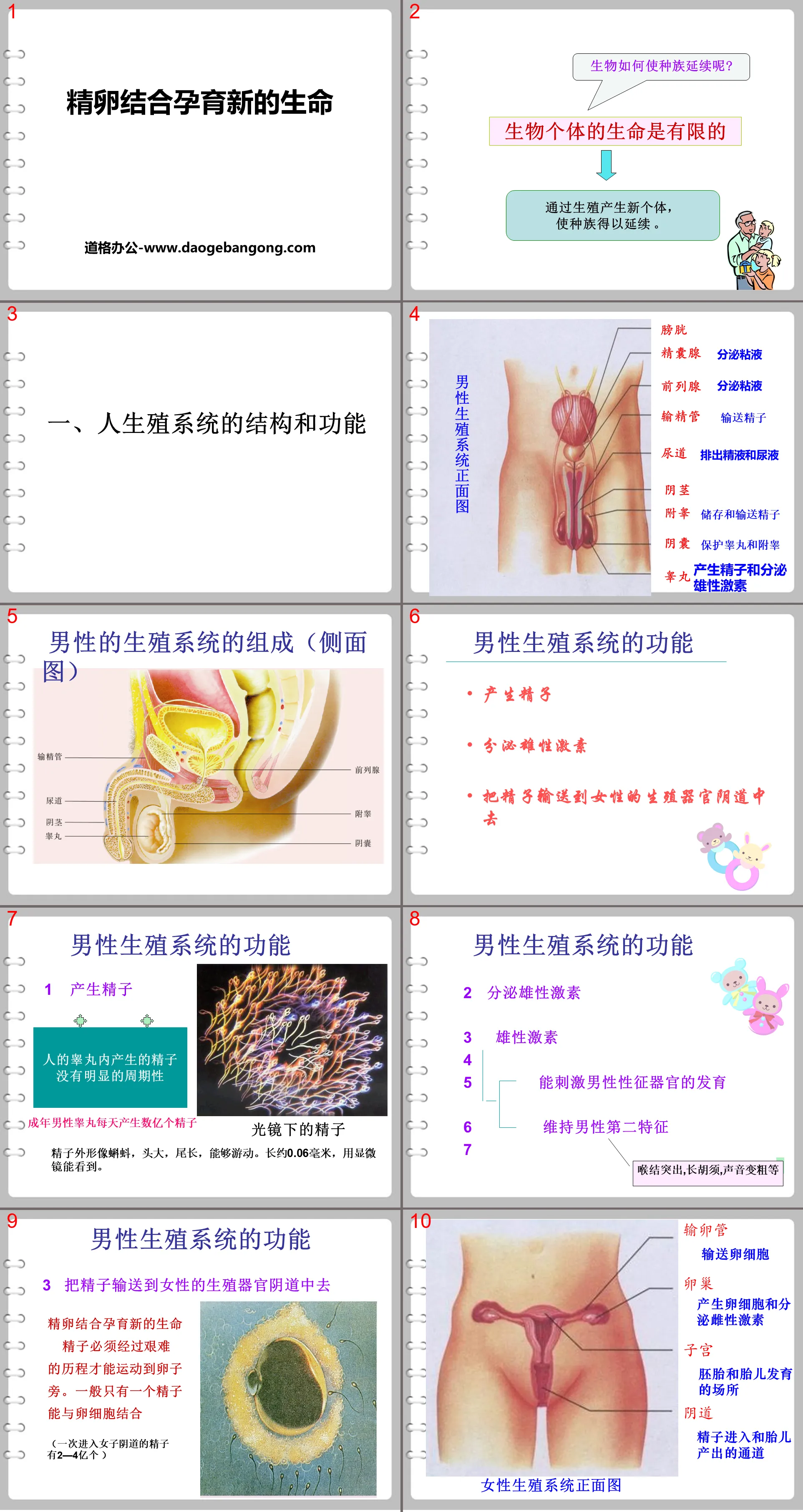 《精卵结合孕育新的生命》PPT
