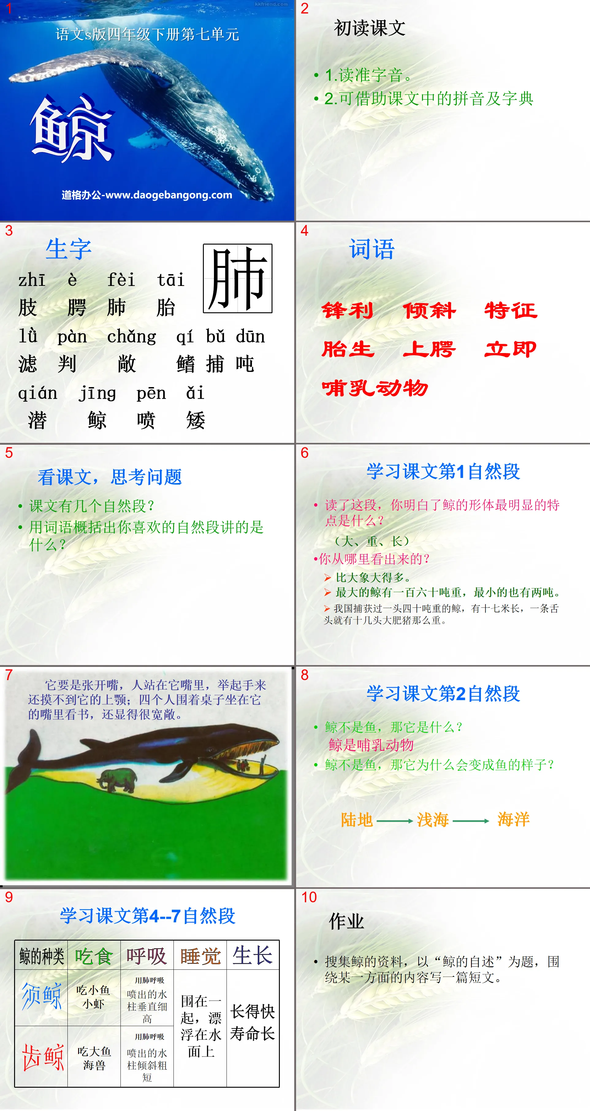 《鲸》PPT课件9
