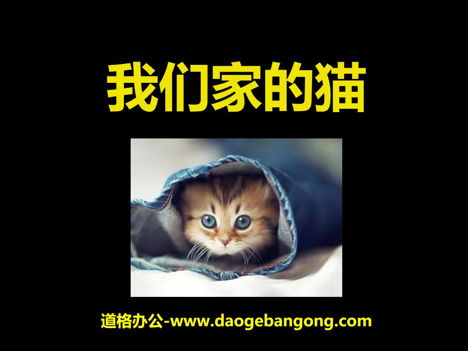 《我们家的猫》PPT课件5
