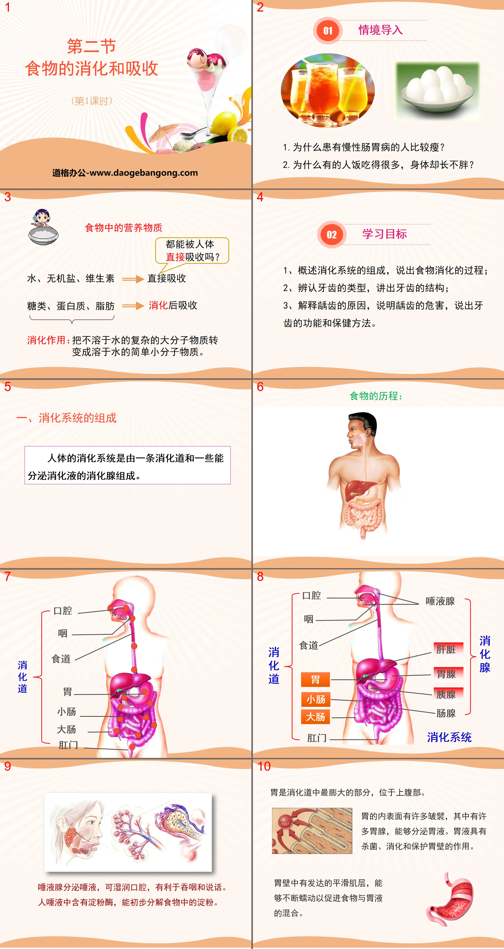 《食物的消化与吸收》PPT(第一课时)
