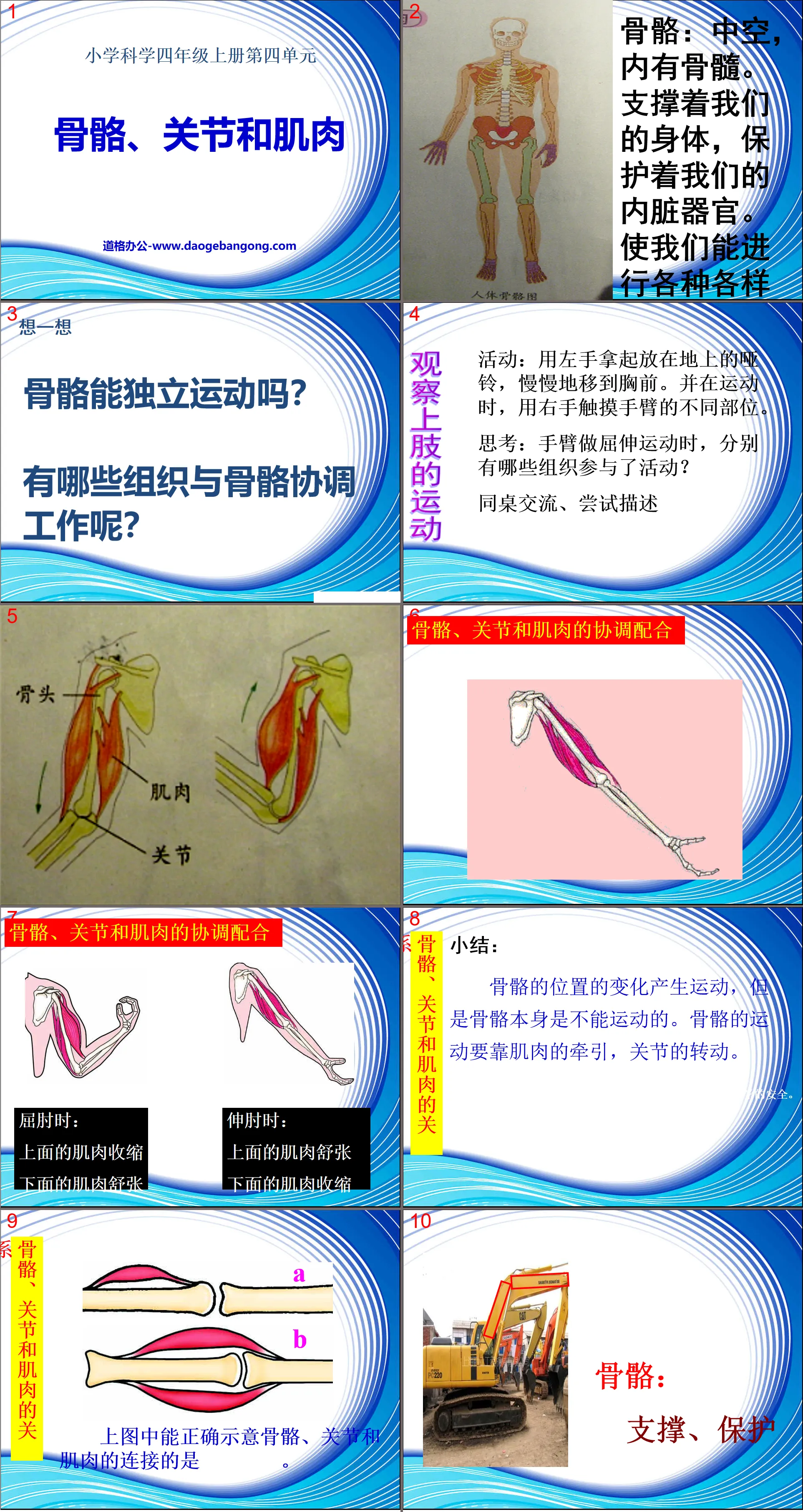 《骨骼、关节和肌肉》我们的身体PPT课件3
