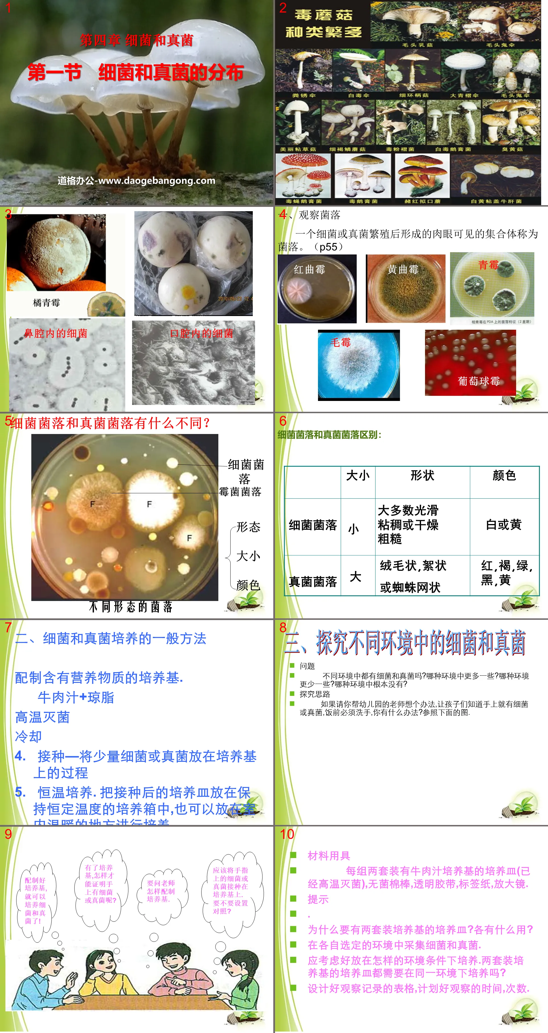 "Distribution of Bacteria and Fungi" Bacteria and Fungi PPT Courseware 9