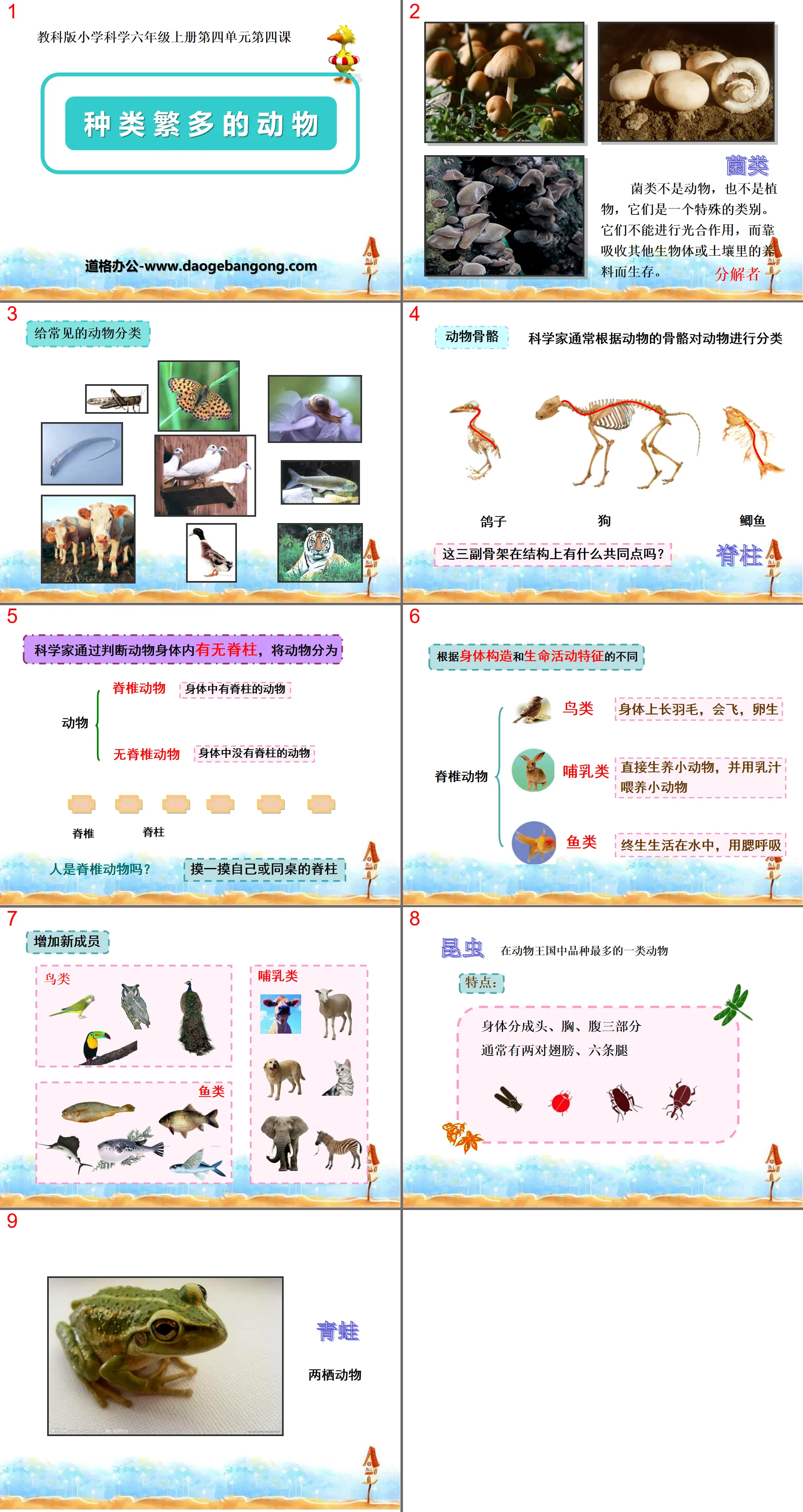 "Various Kinds of Animals" Biological Diversity PPT Courseware 2