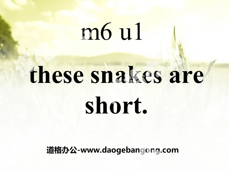 《These snakes are short》PPT課件3