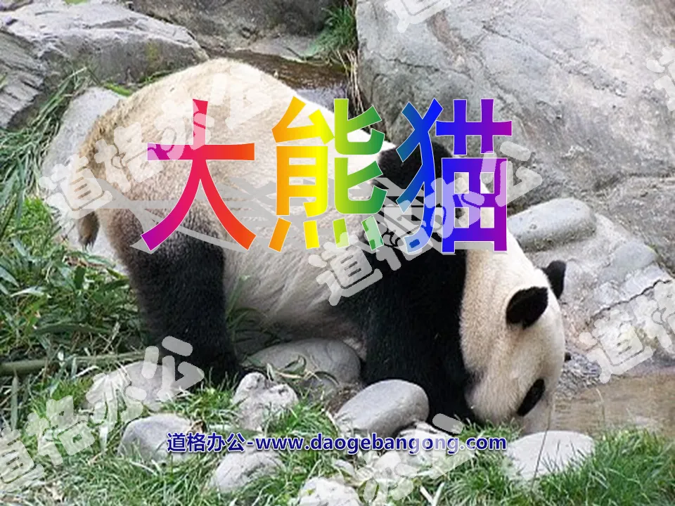 "Giant Panda" PPT courseware 4