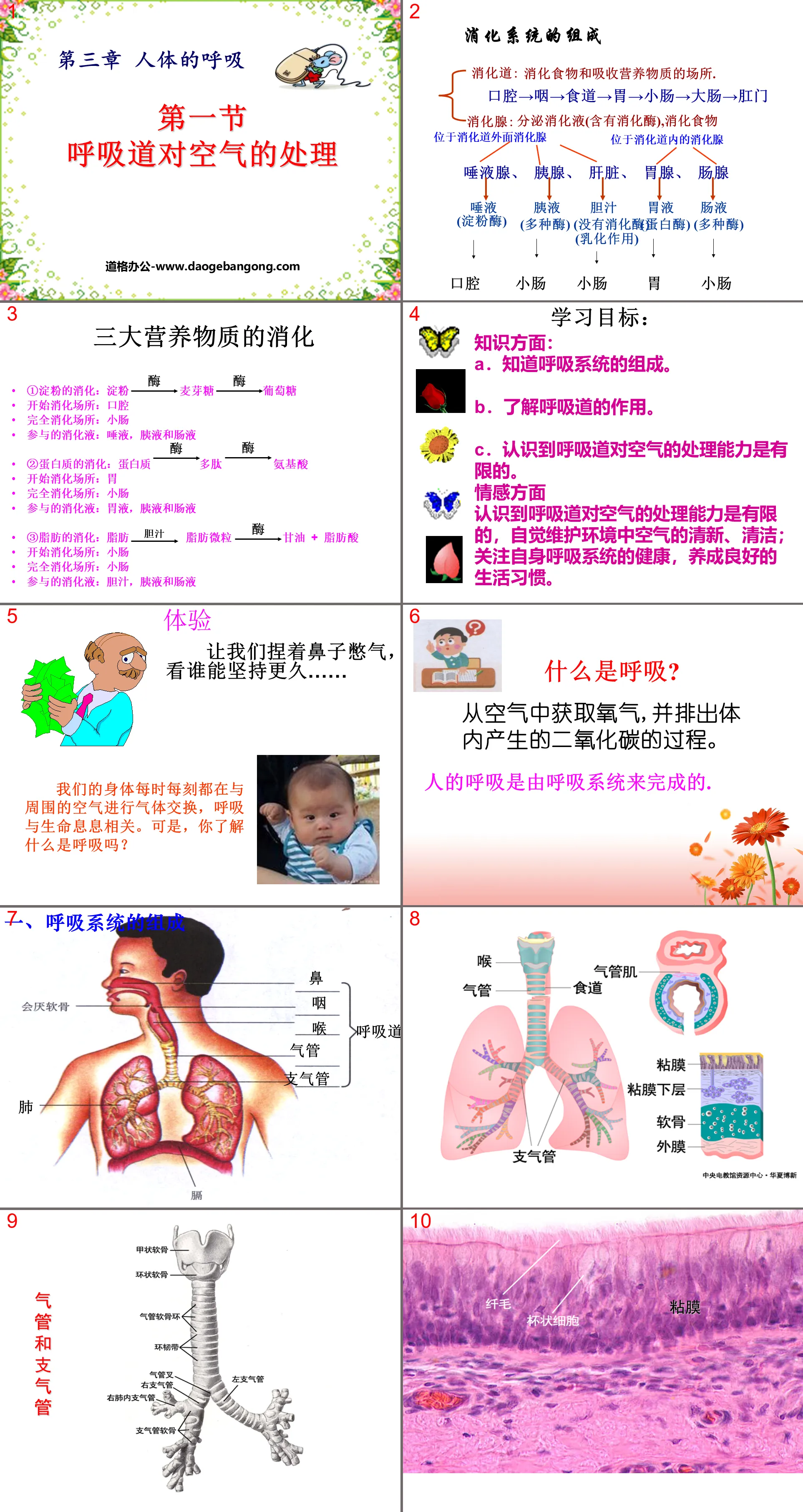 《呼吸道對空氣的處理》人體的呼吸PPT課程6