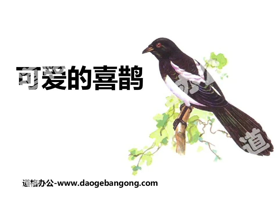 "Cute Magpie" PPT
